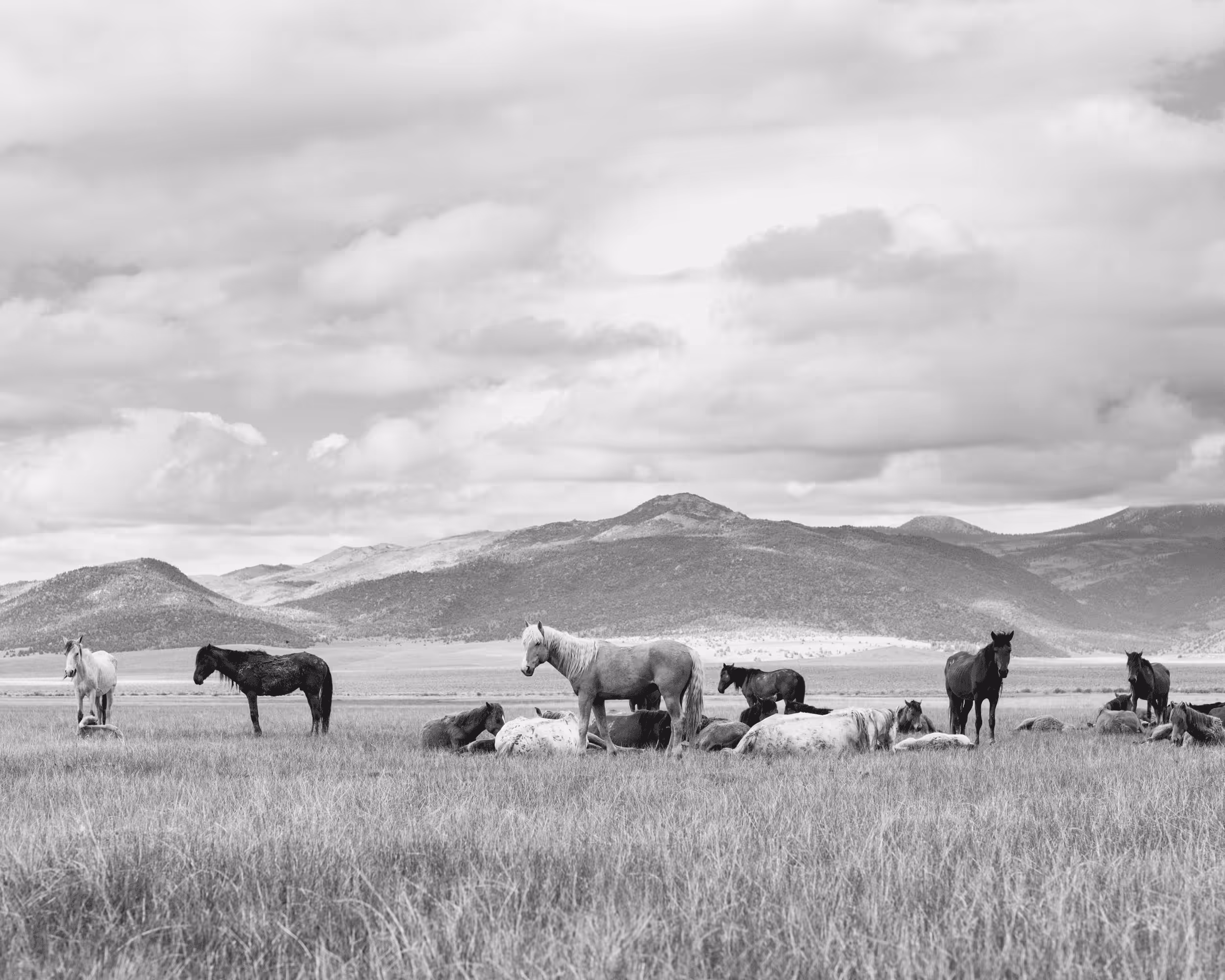 Wild Mustangs: Mustangs in the Valley