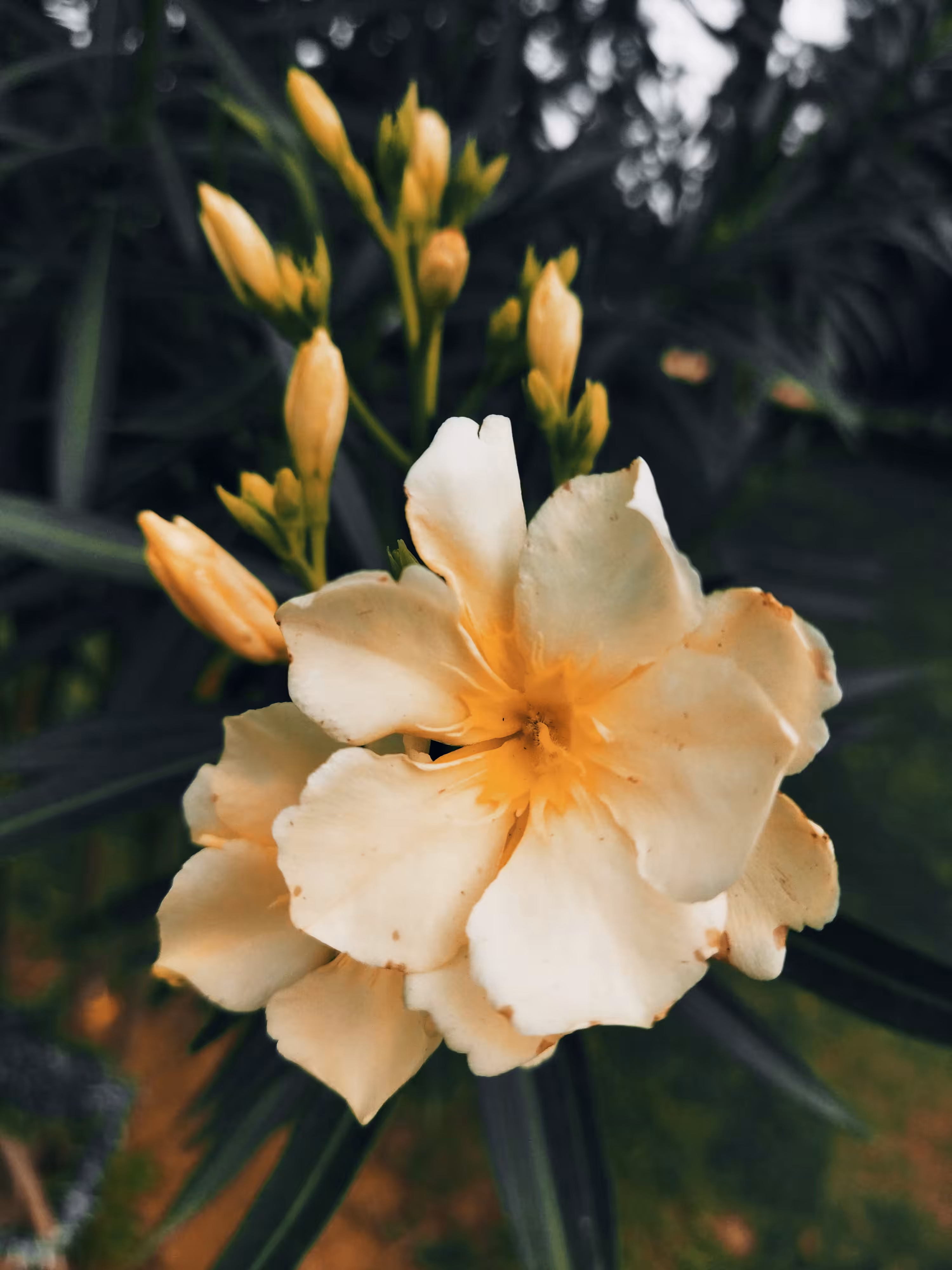 Oleander August 