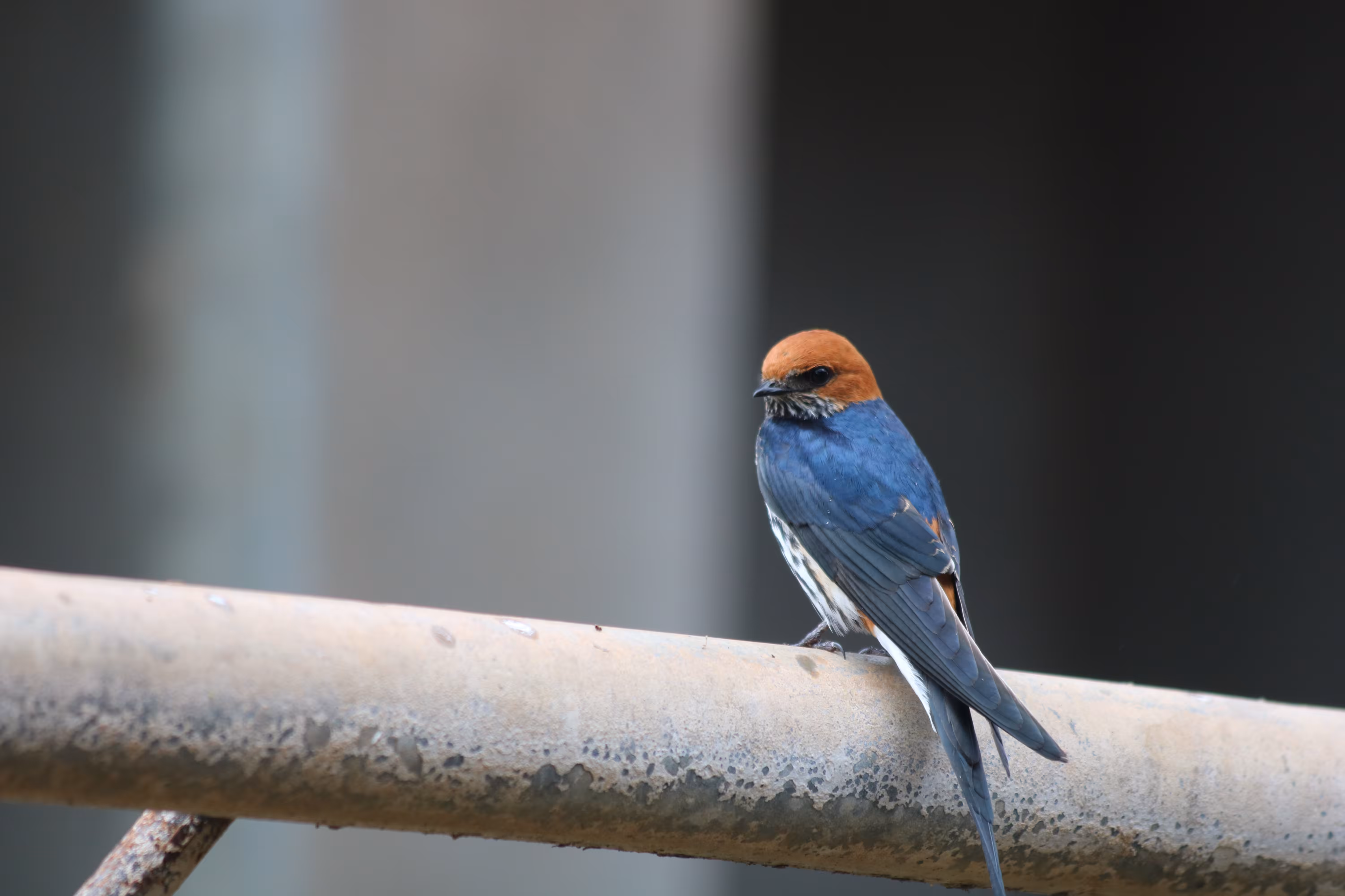 greater swallow