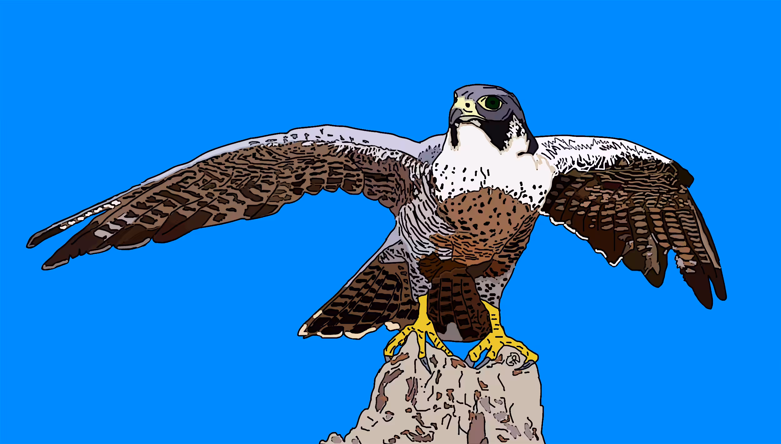 Falcon