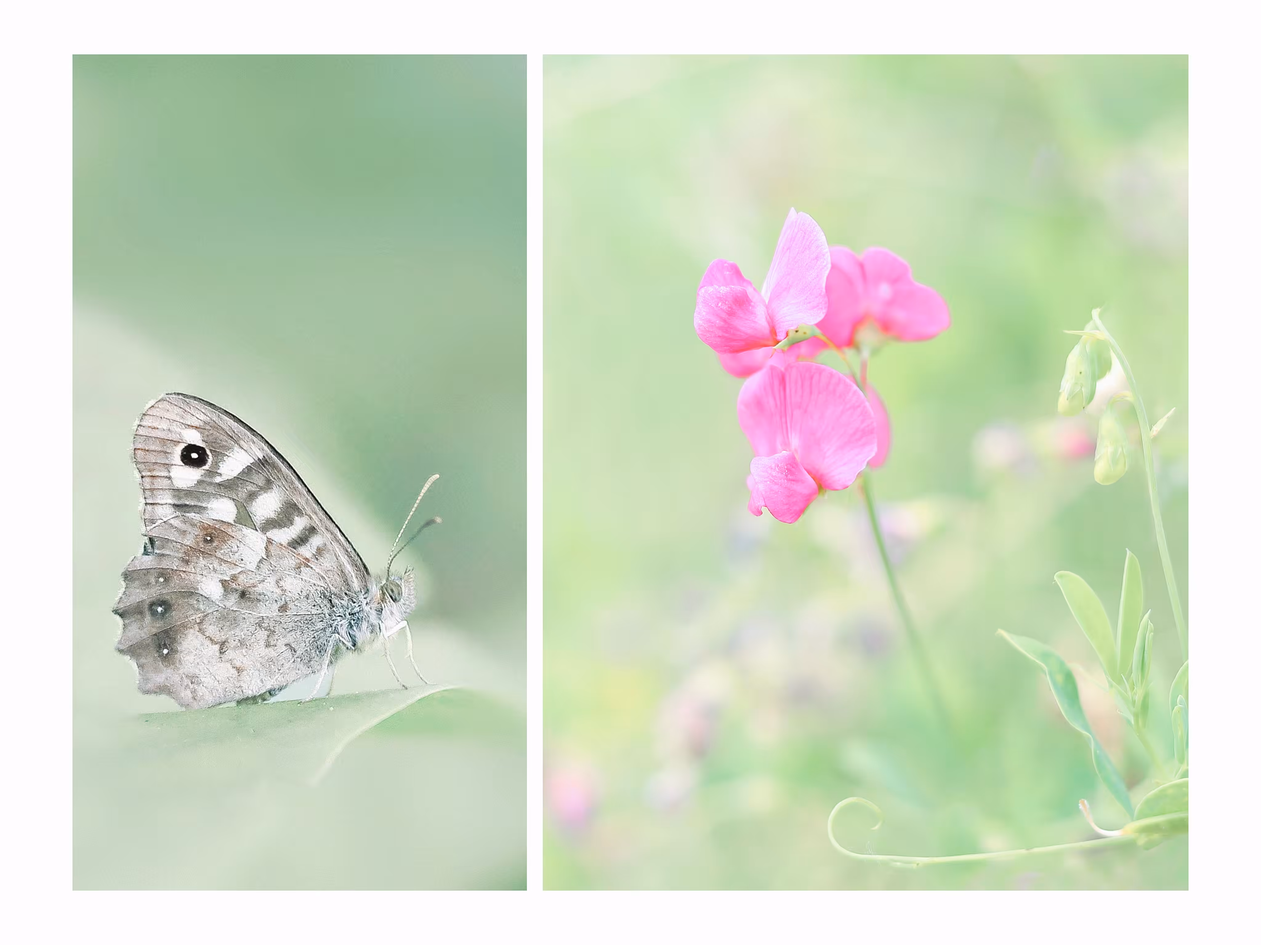 Tender Affection