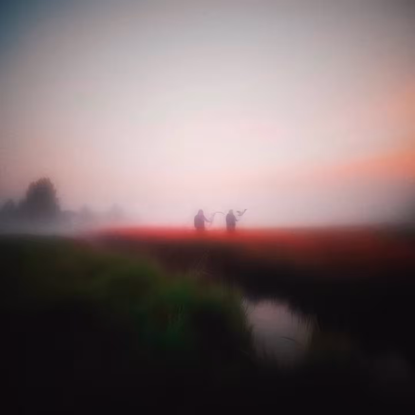 My song - flight of a bird