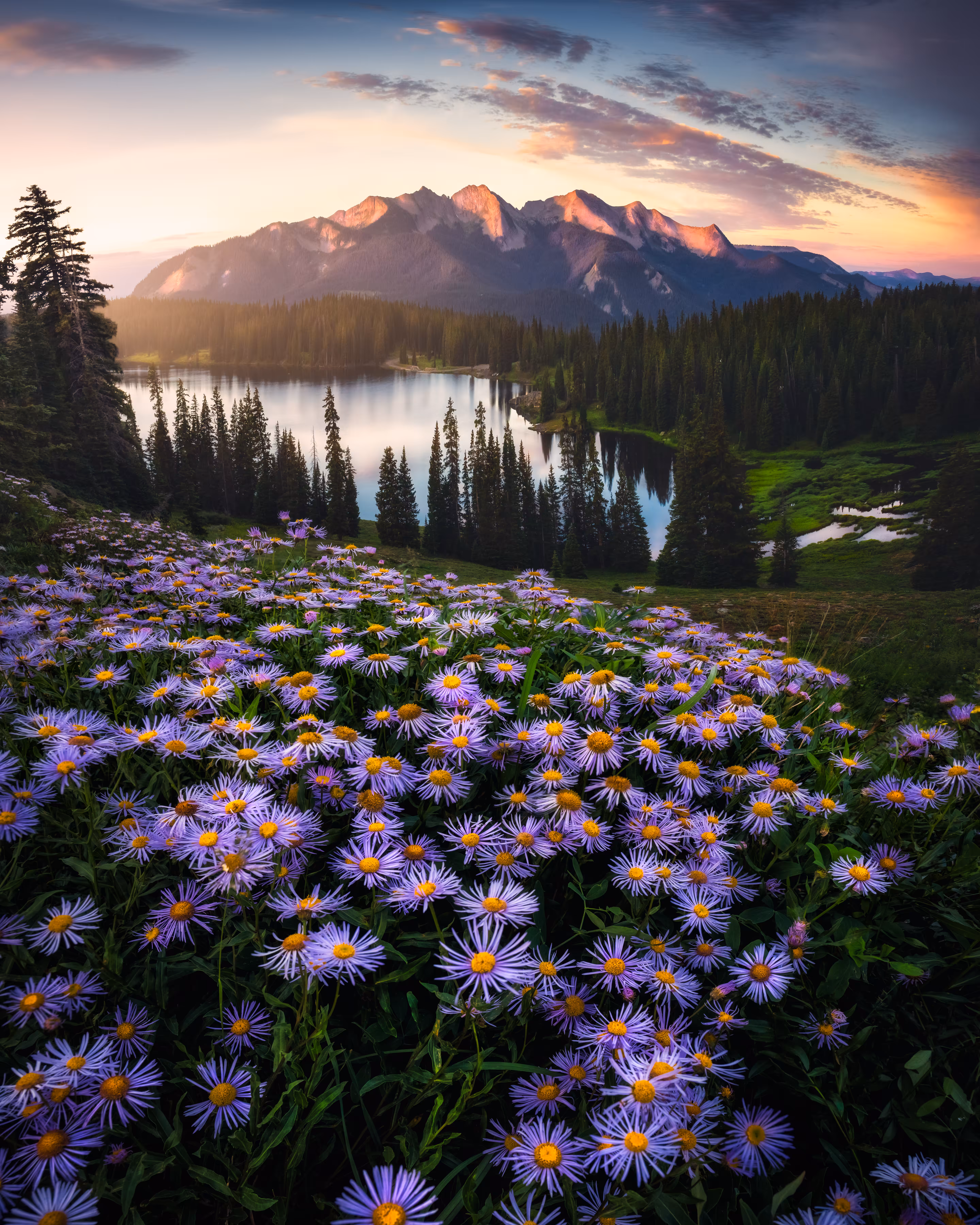 Wild Asters
