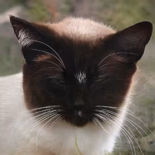 Oreo
