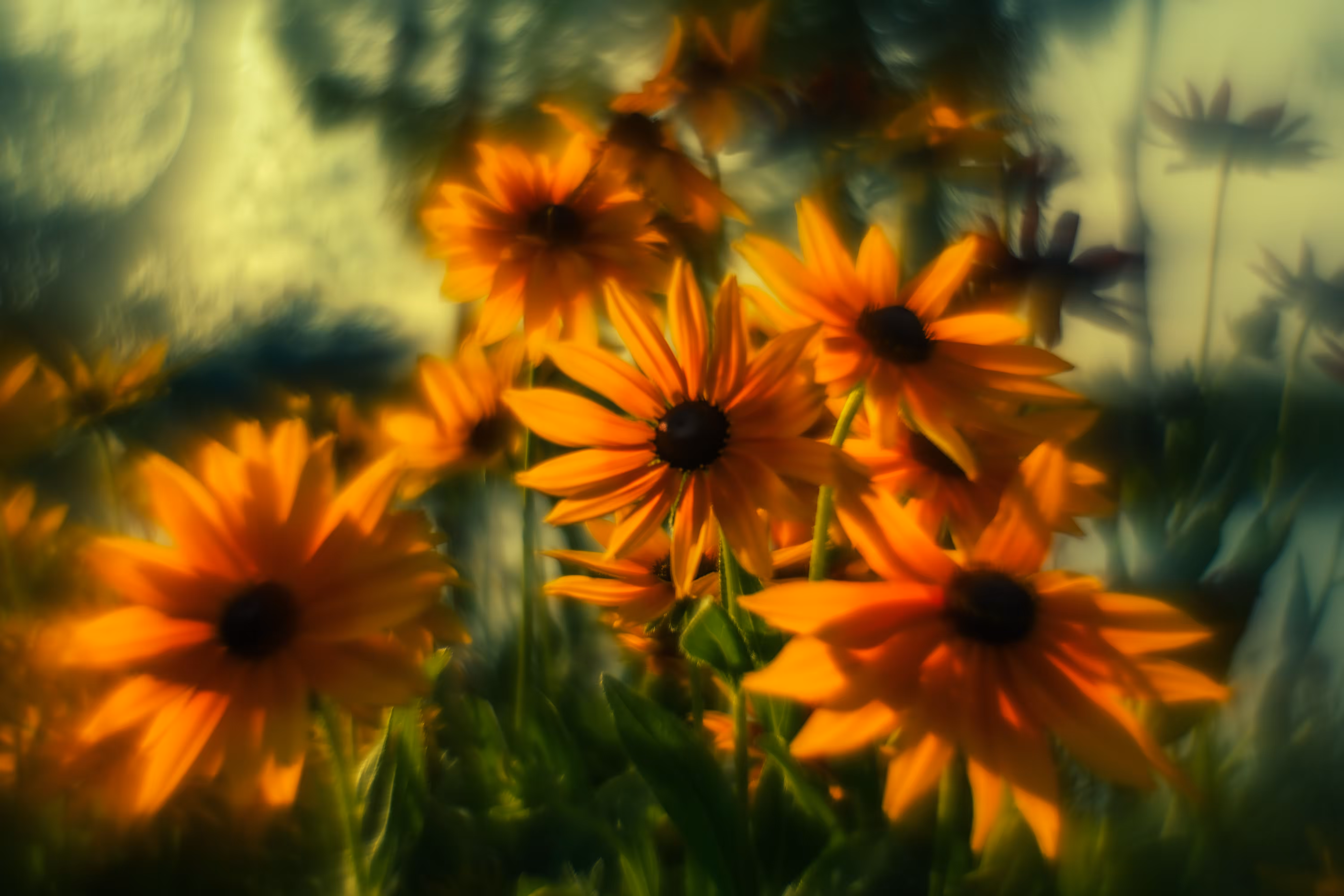 garden of dreams