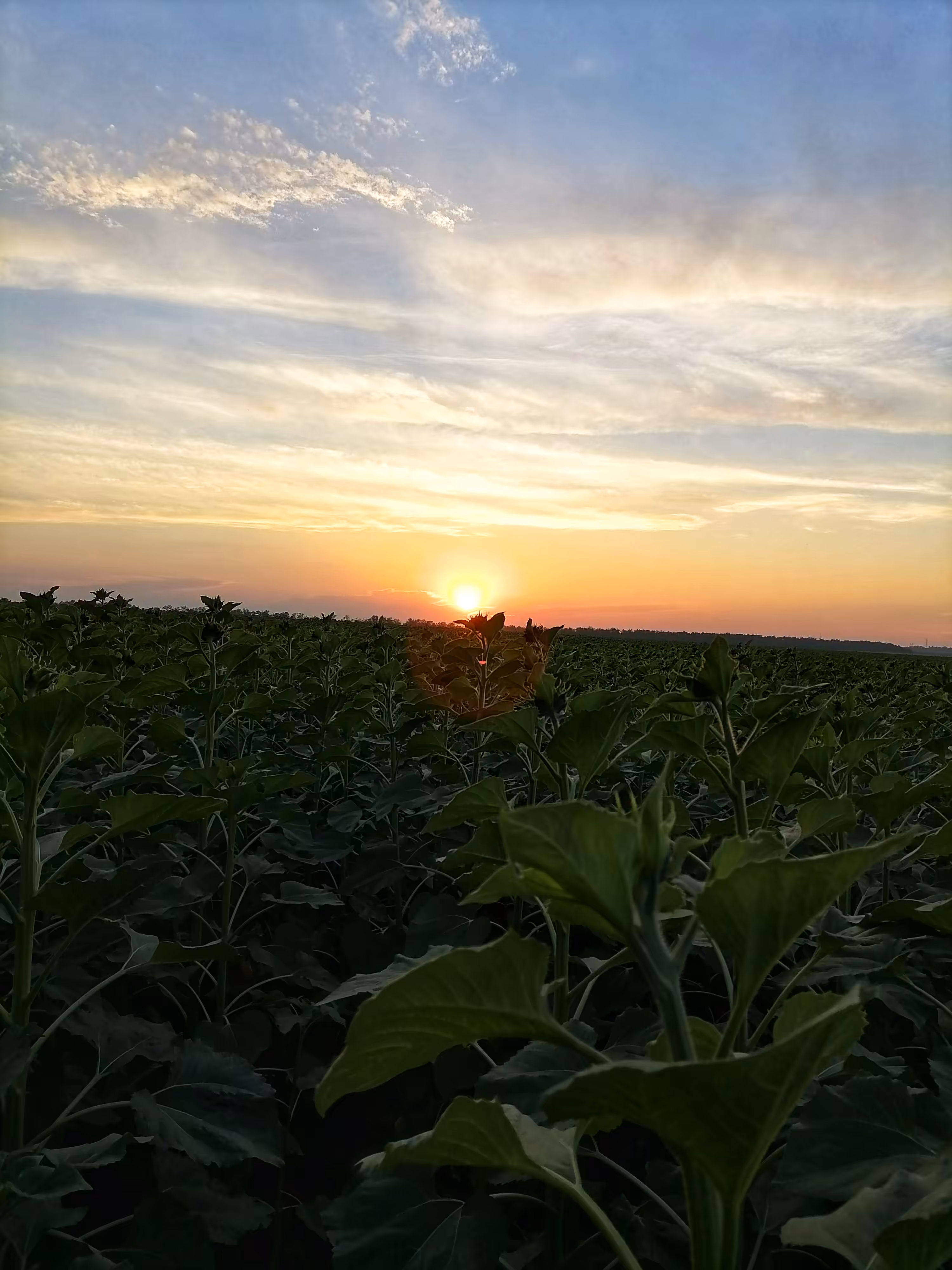 Sunny sunset