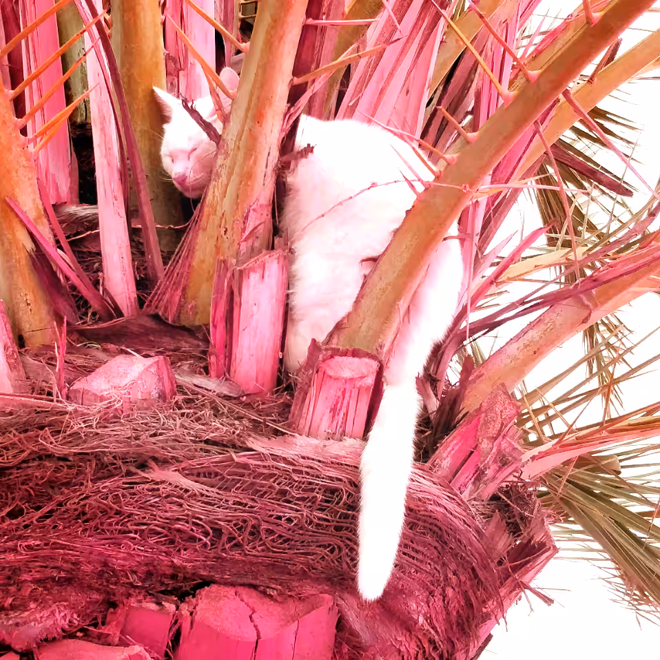 Charismatic friends: Kitty cat palm.