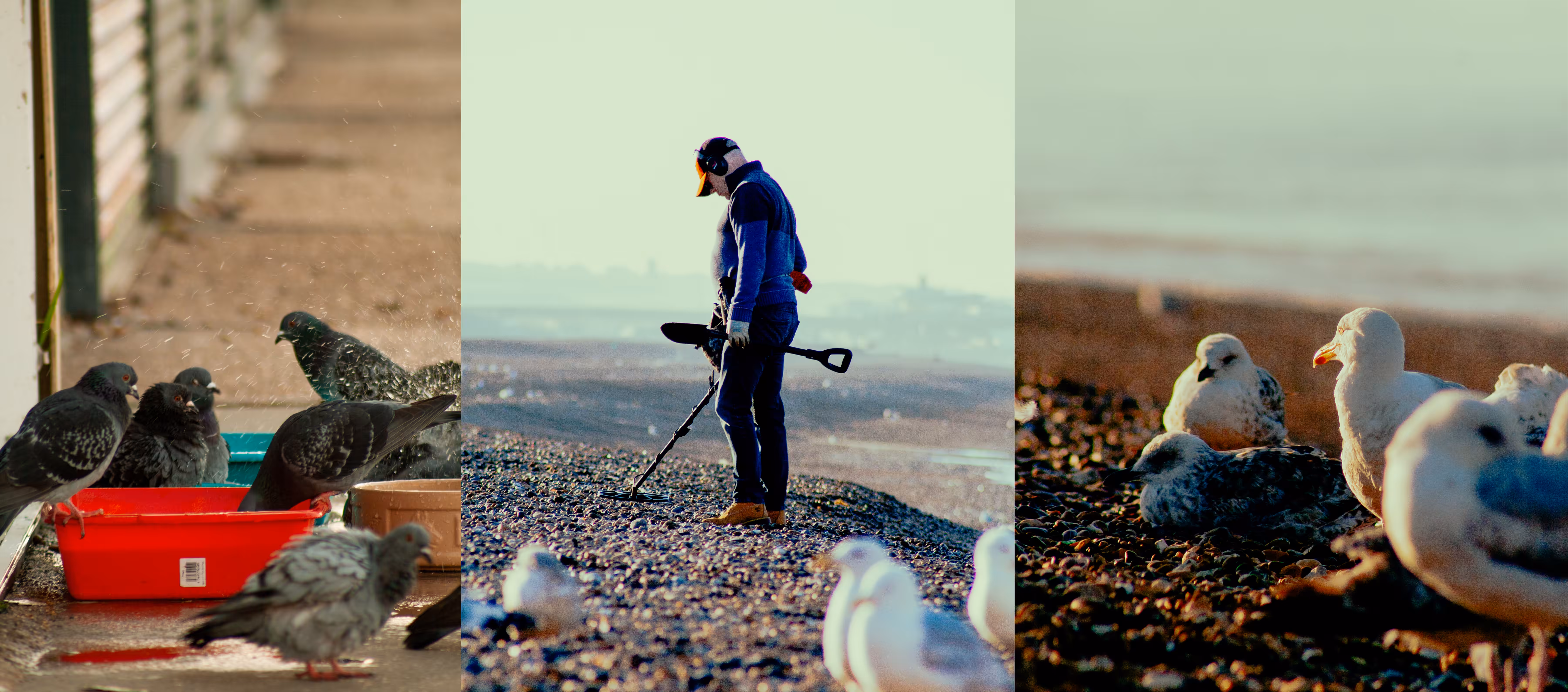 Brighton Beach Sunrise Triptych | Portraits