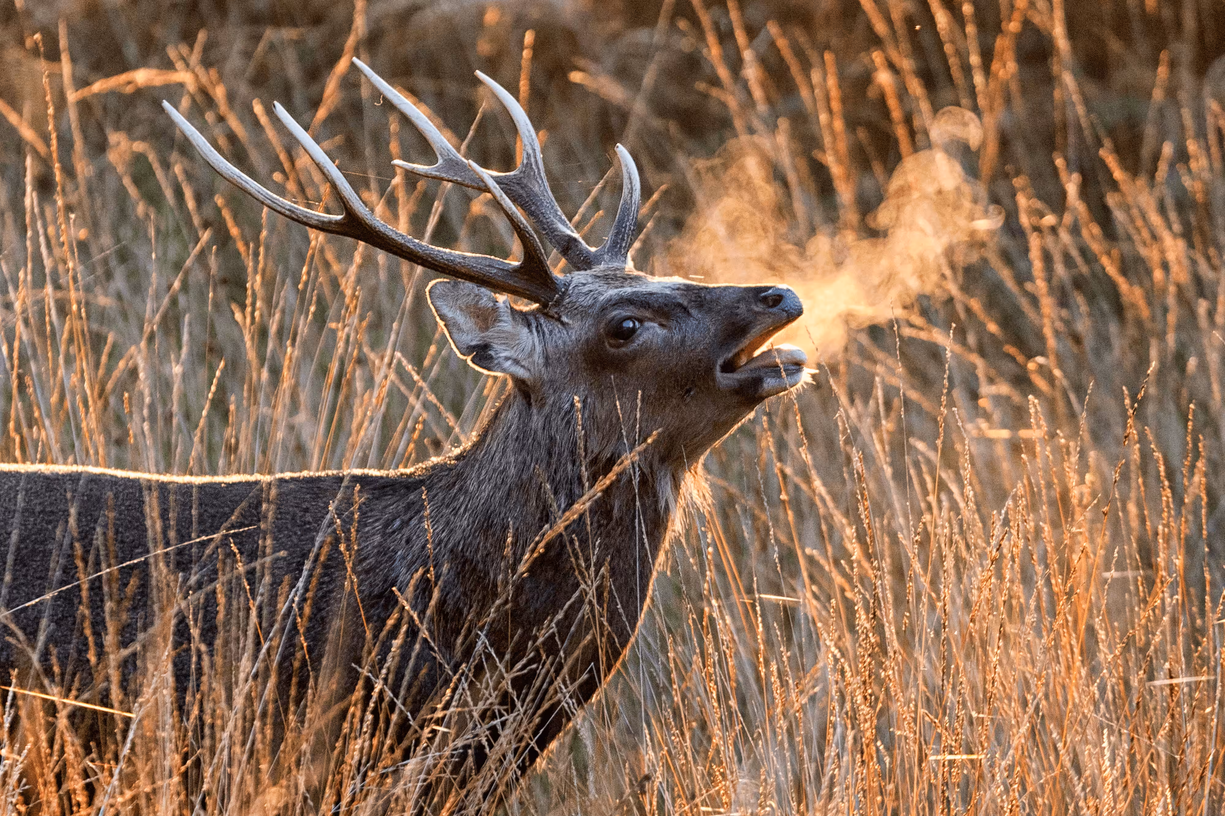 Autumn Morning Stag