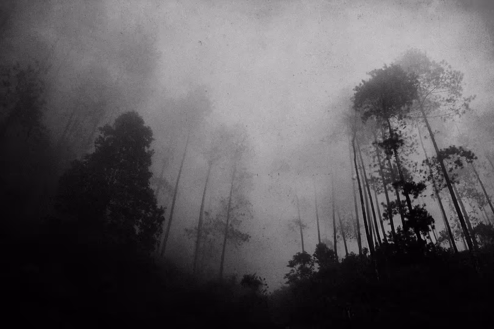 The Forest