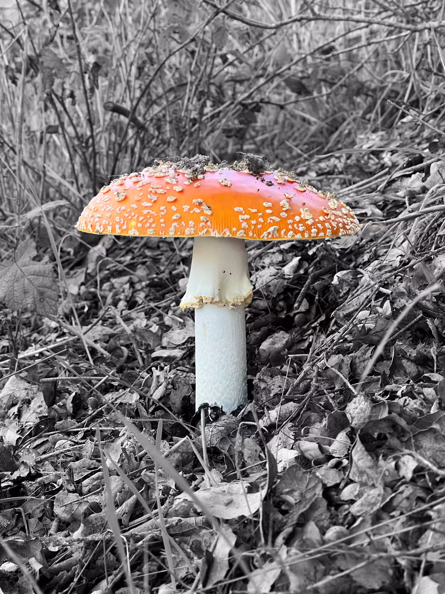 Fly Amanita 2