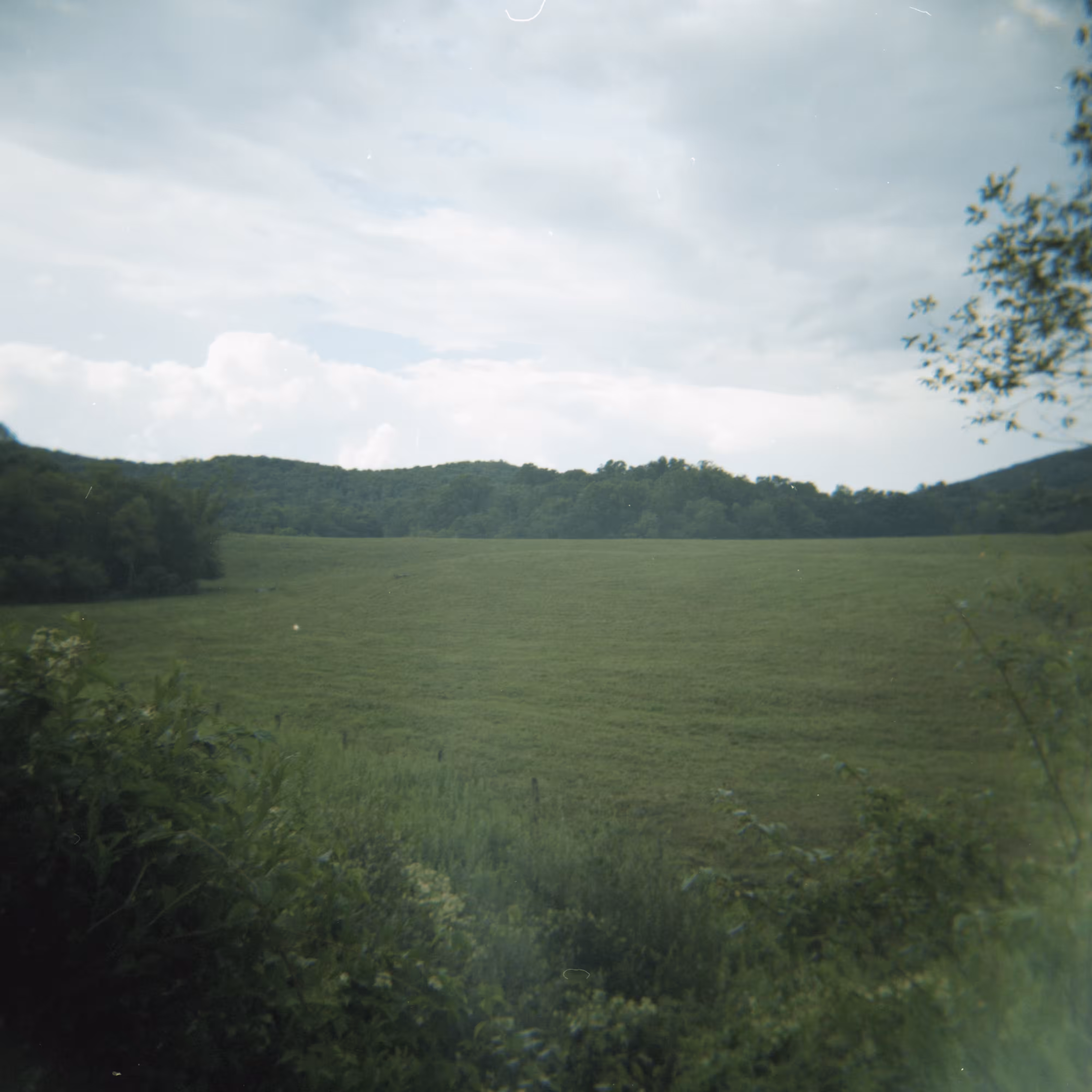 Shot on Holga #16: Sea of Green