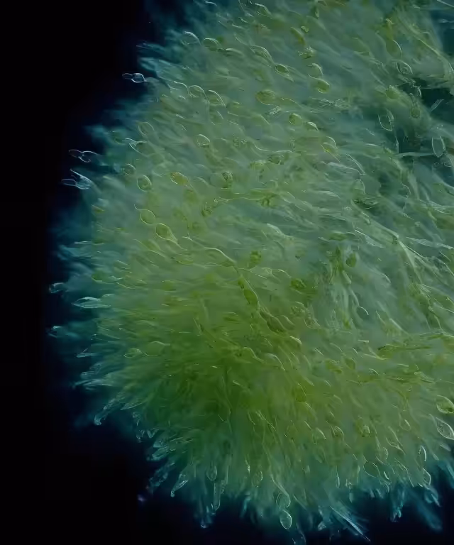 Phytofission