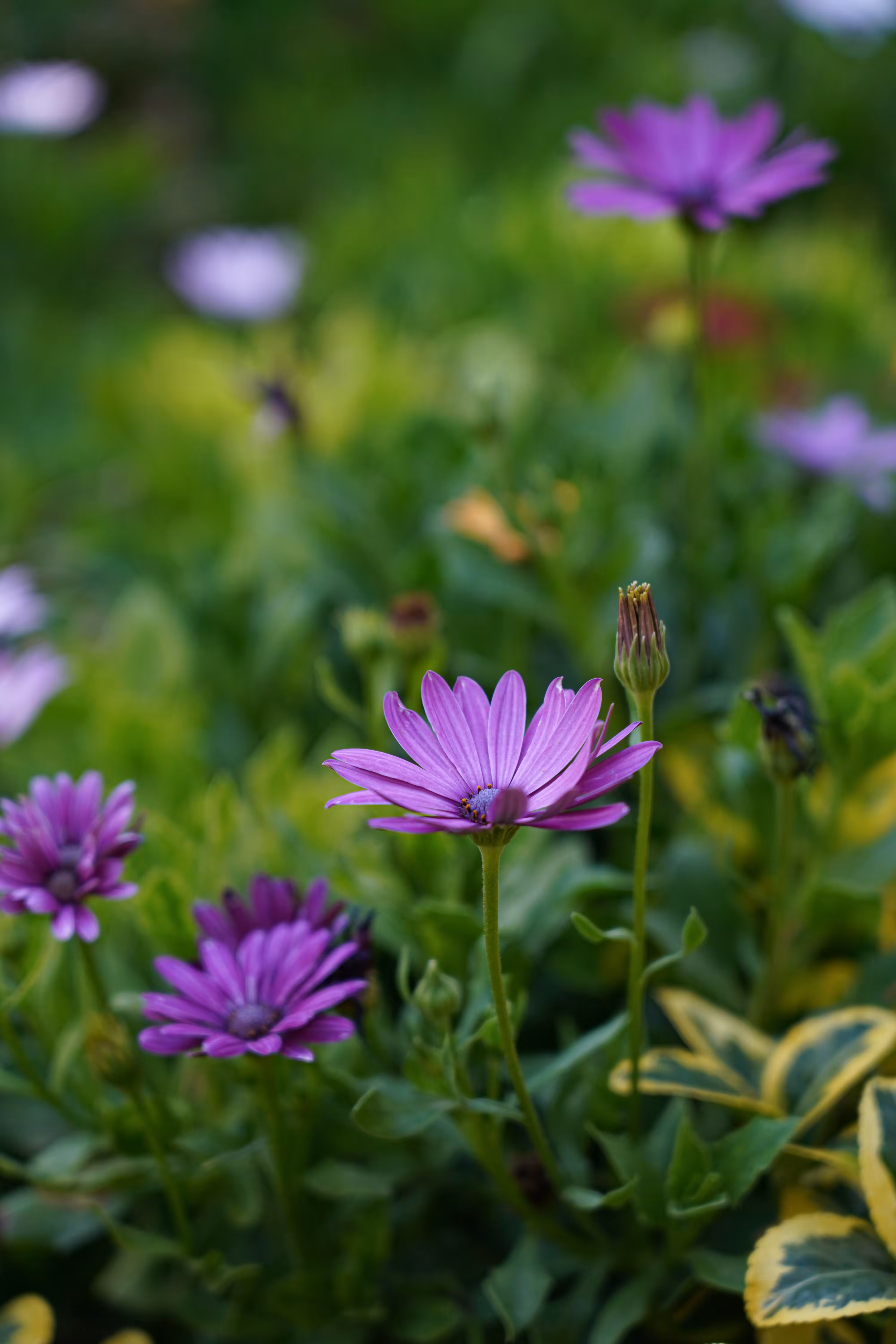 flowers: Violet Breath