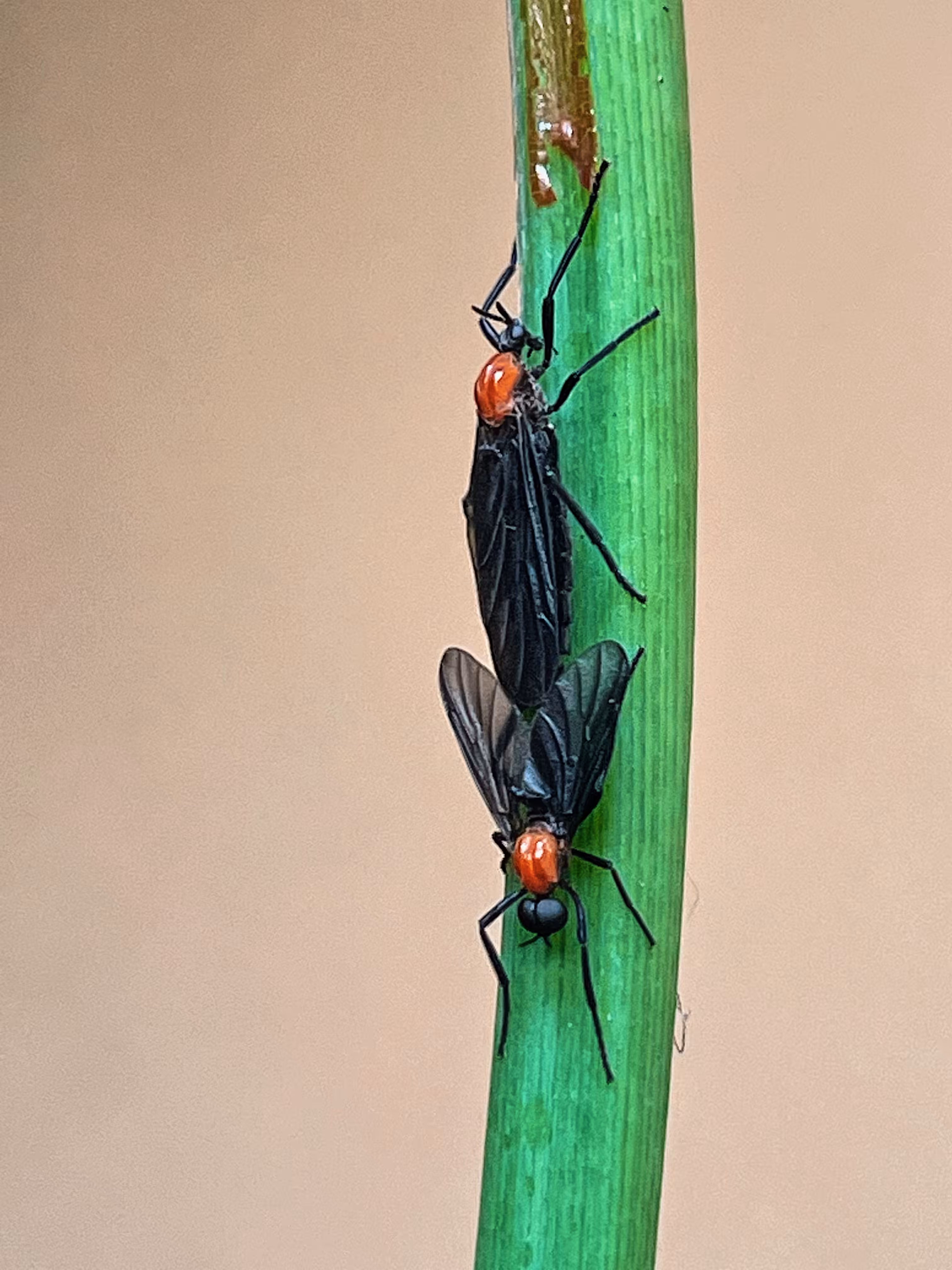 Lovebugs