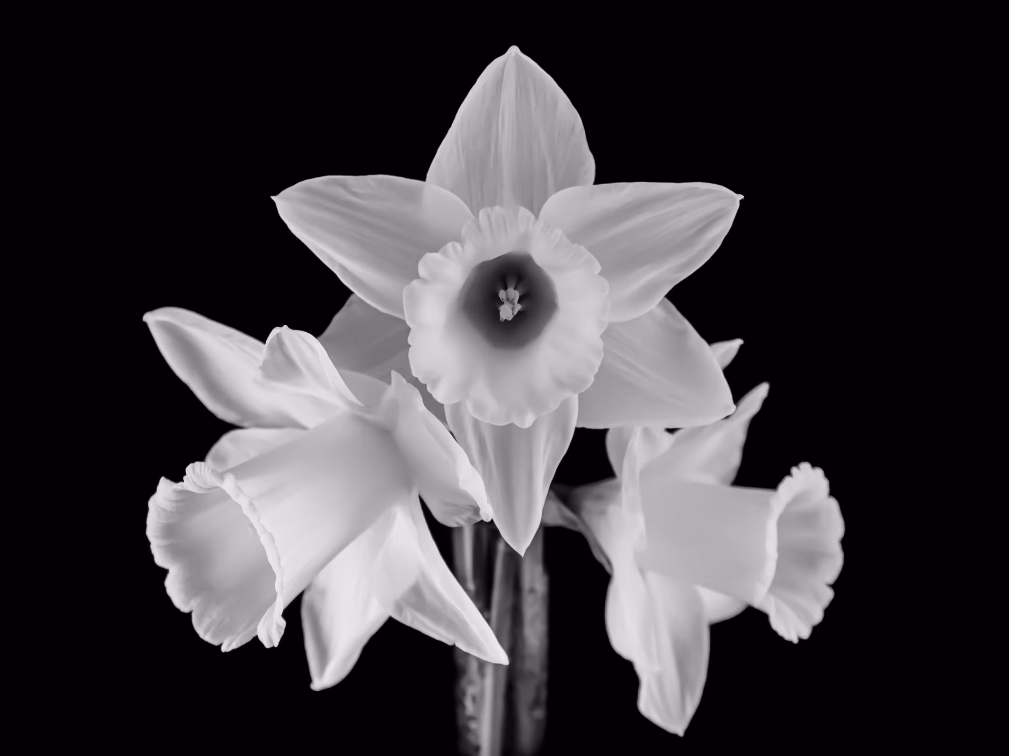 Black & White Daffodils