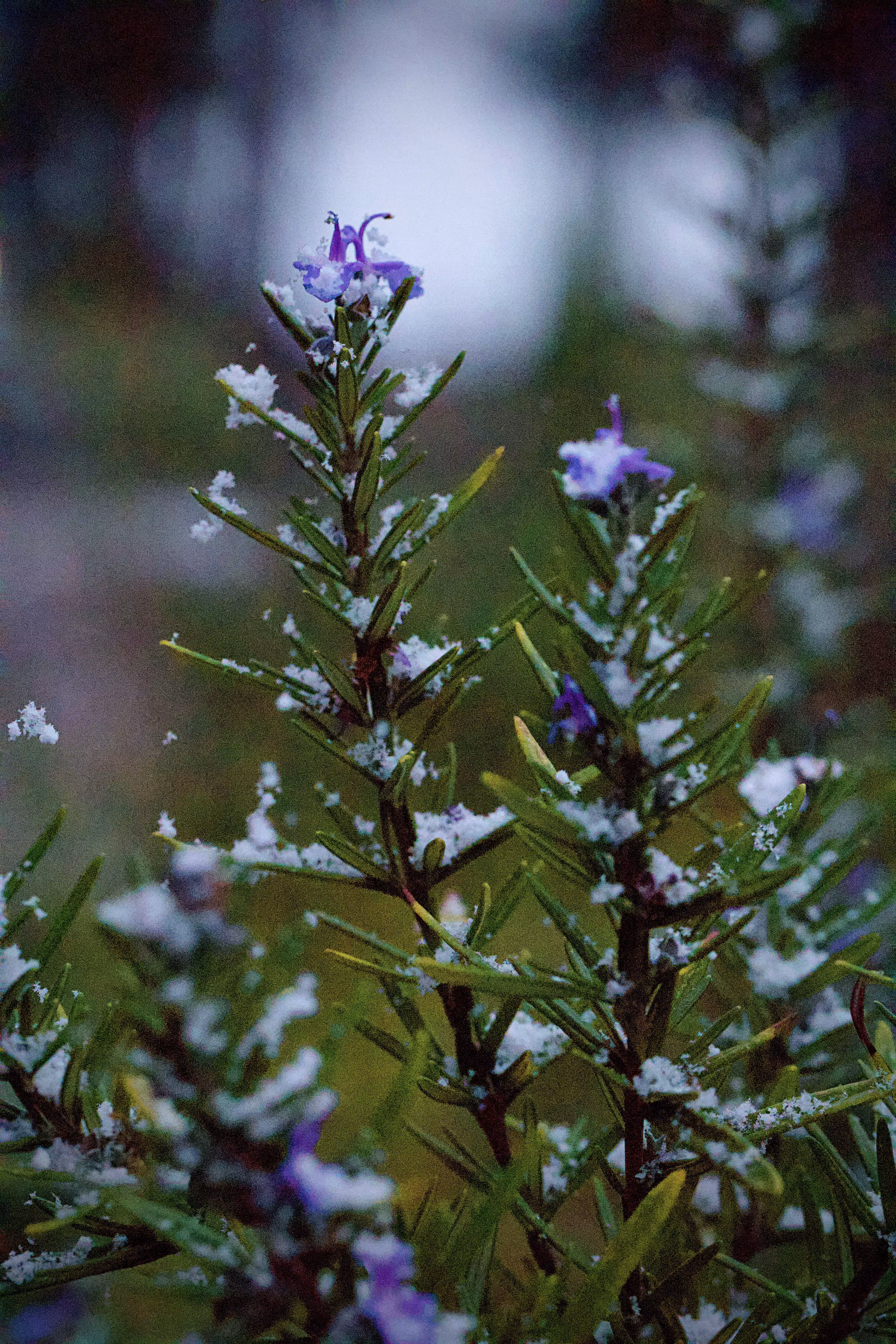 Evergreen Winter