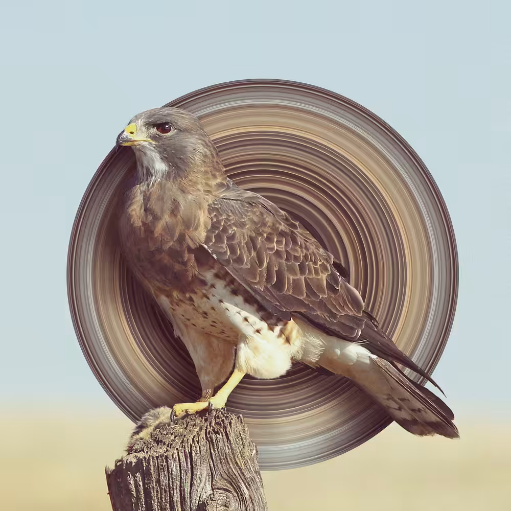 Falcon