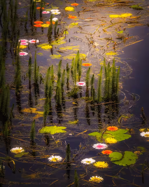 Flowers in Markree Castle Moat, County Sligo
