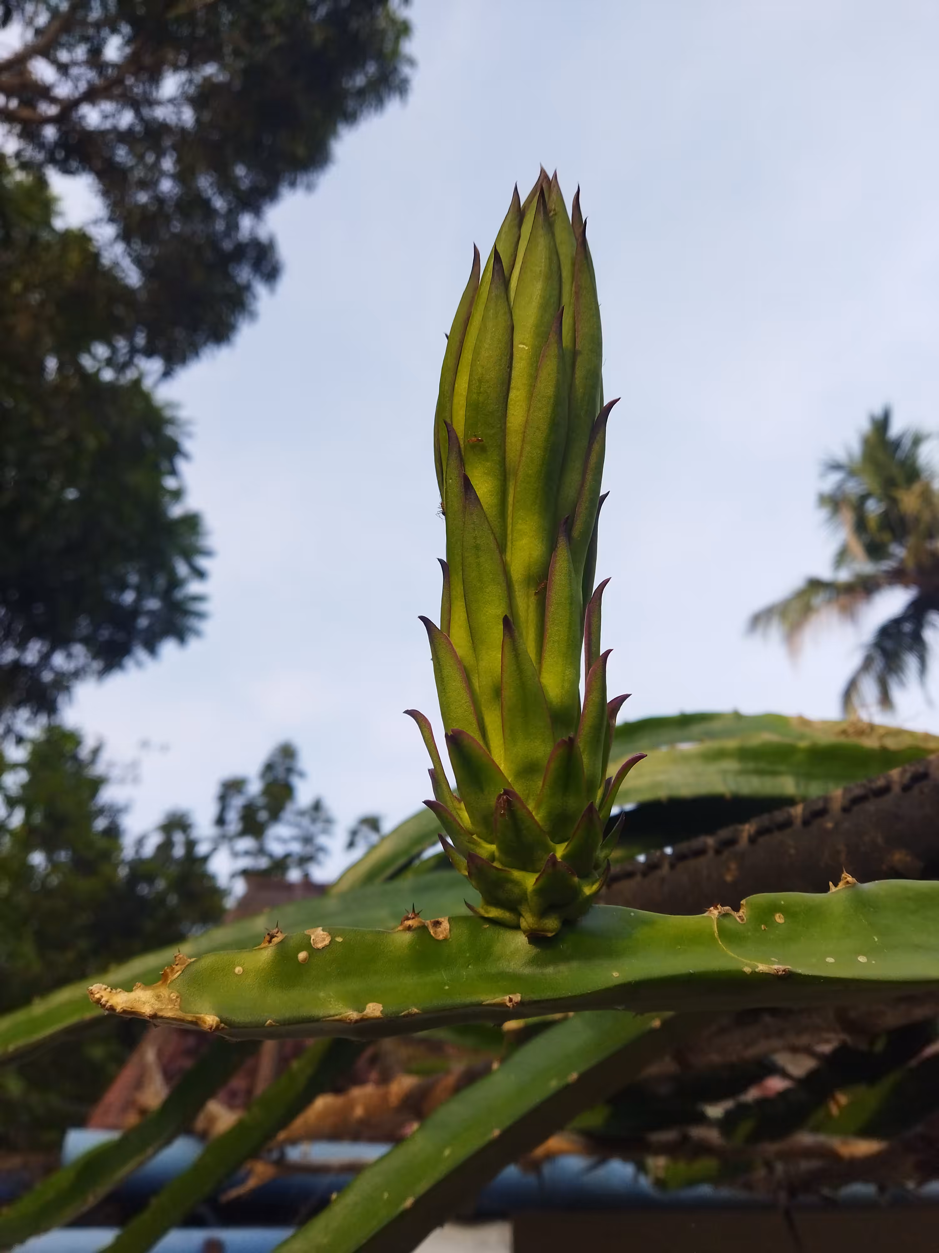 My World Of Flora And Fauna: Dragon Fruit
