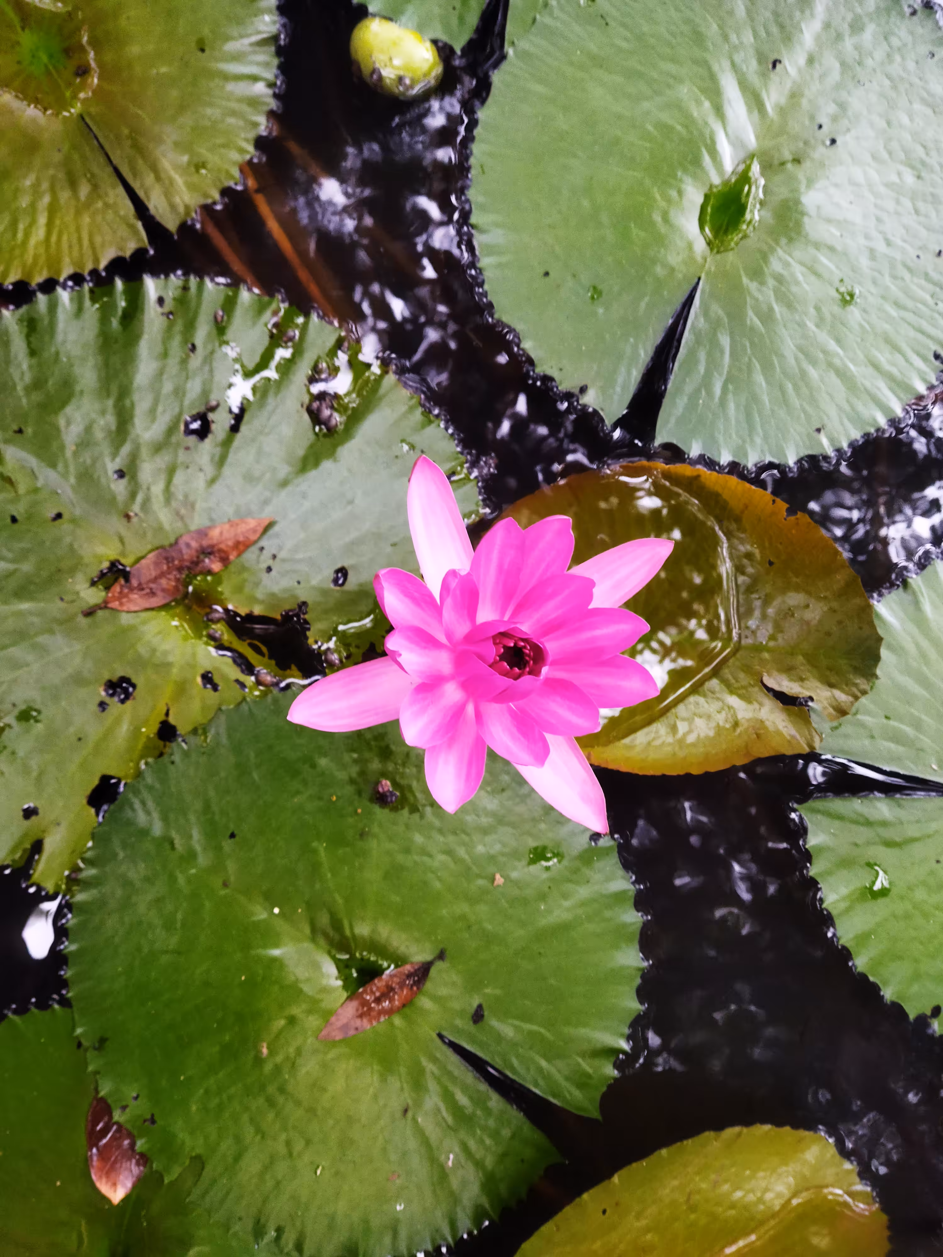 Pink Lotus - III 