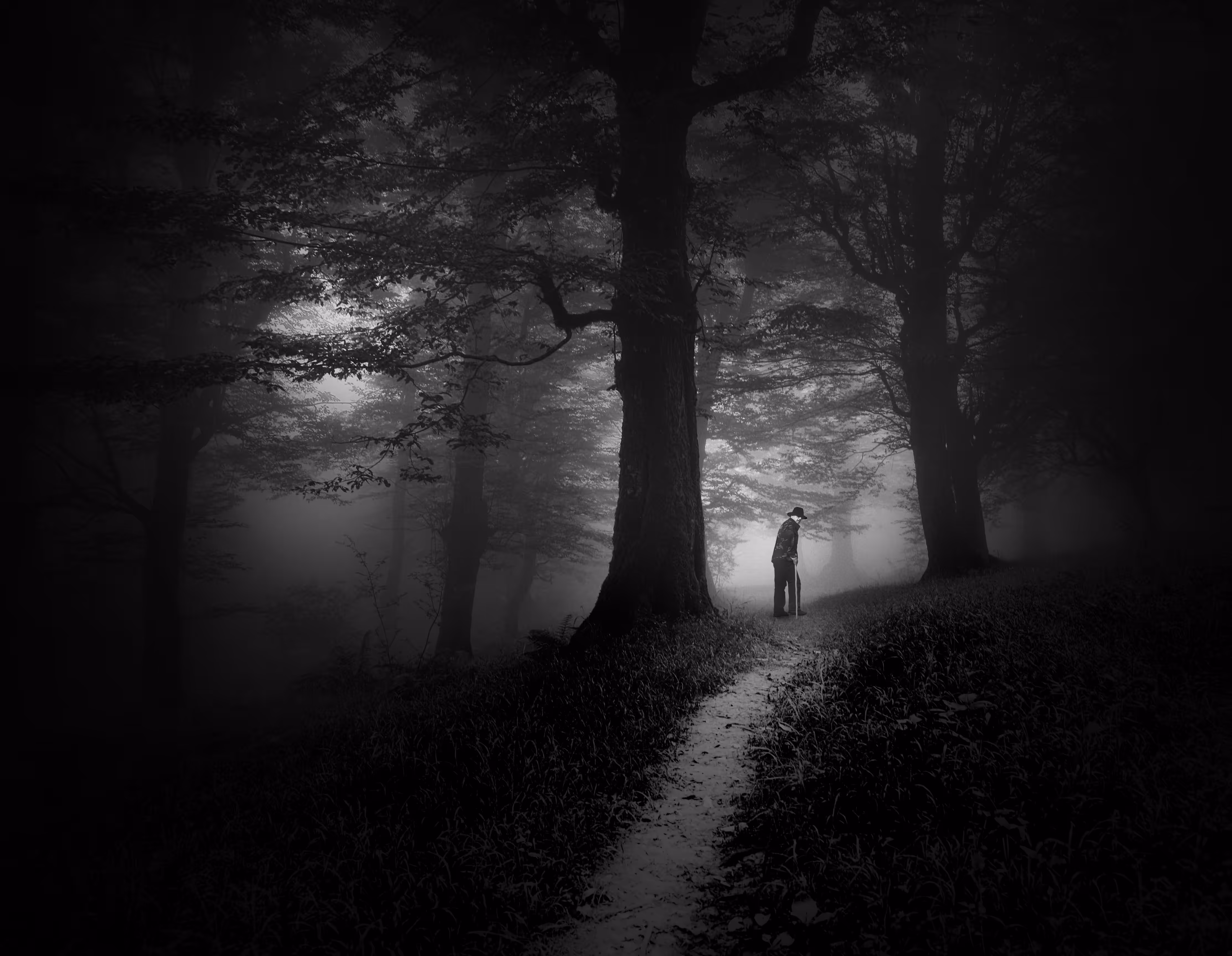 The Light in the Forest