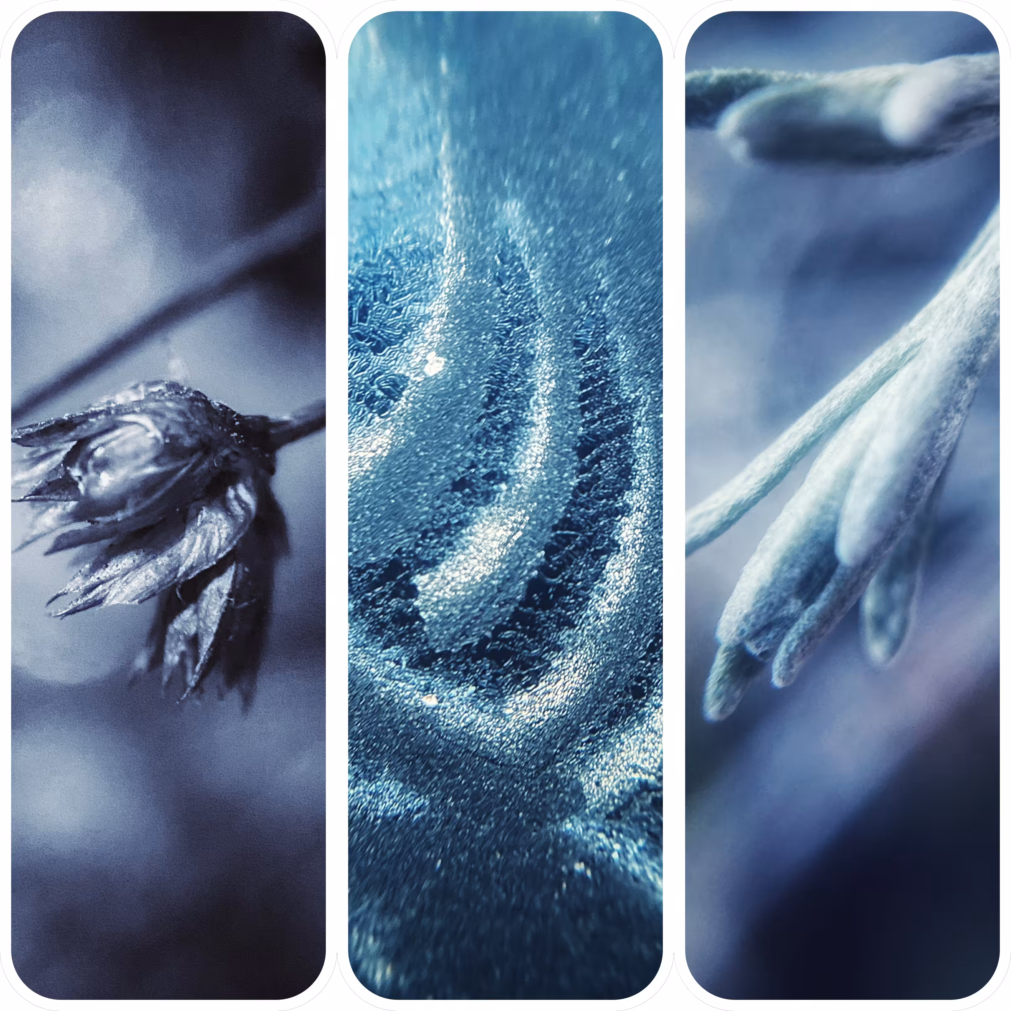 Winter’s Kiss