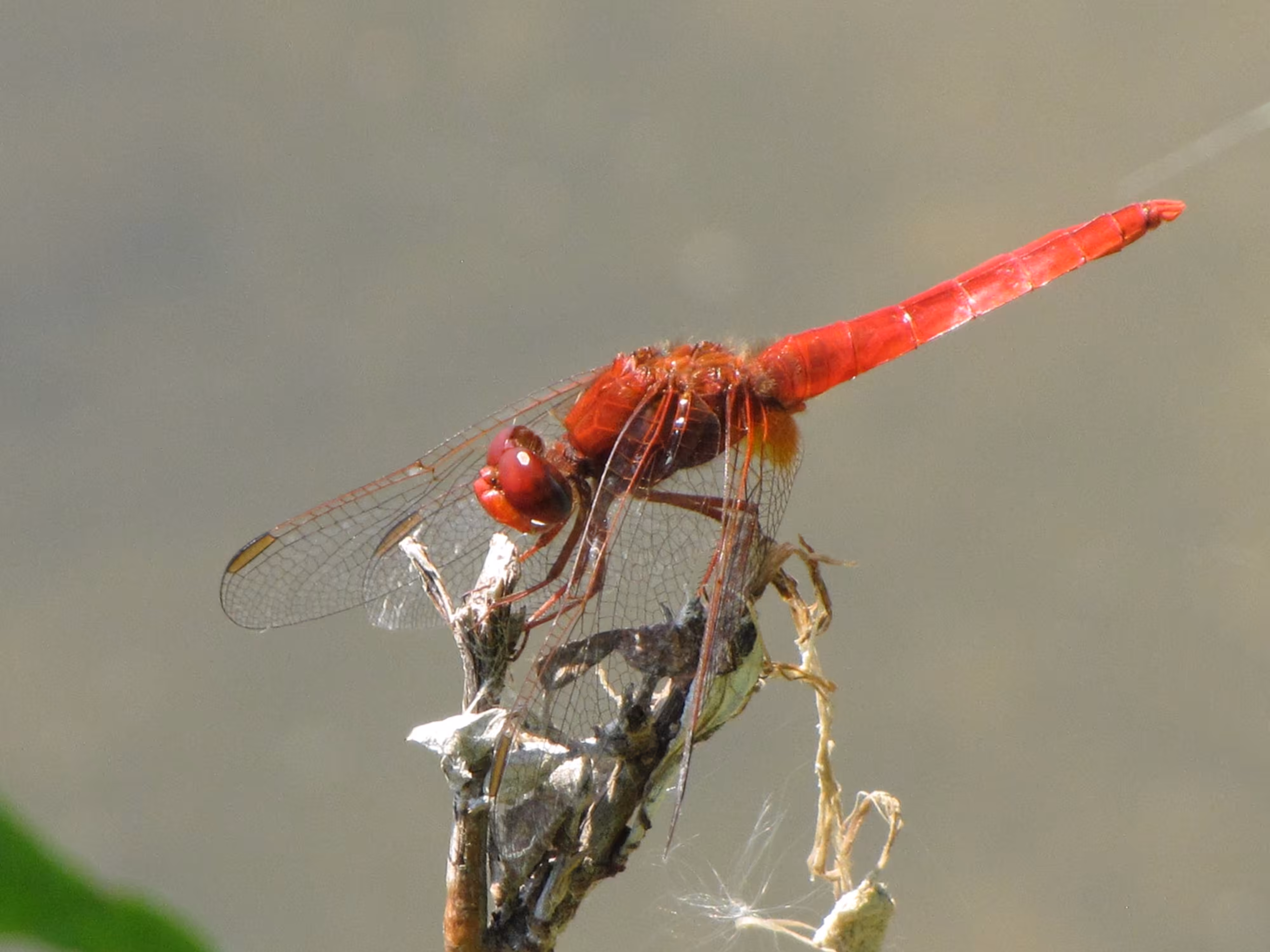 Crocothemis erythraea