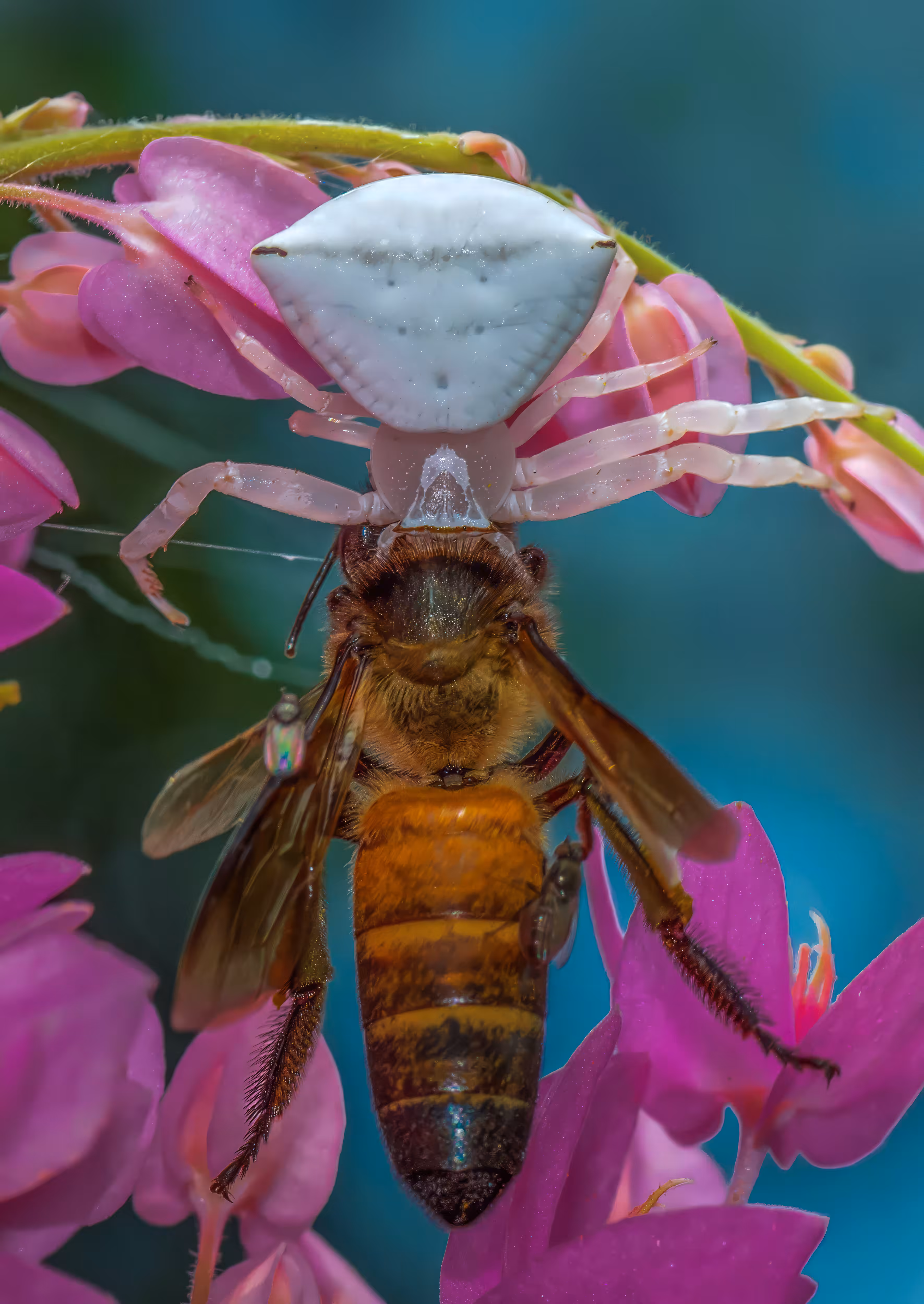 Death on Flower