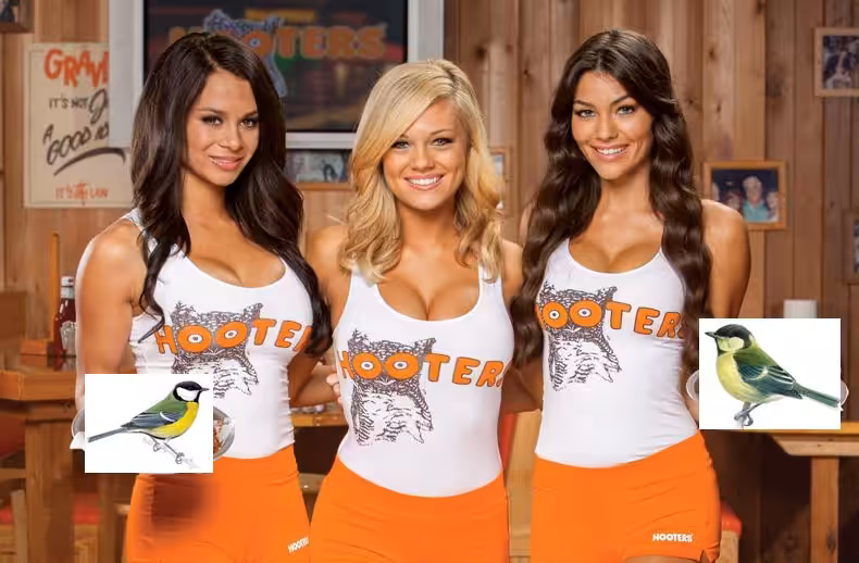 Waitresses with a pair of Parus majors
