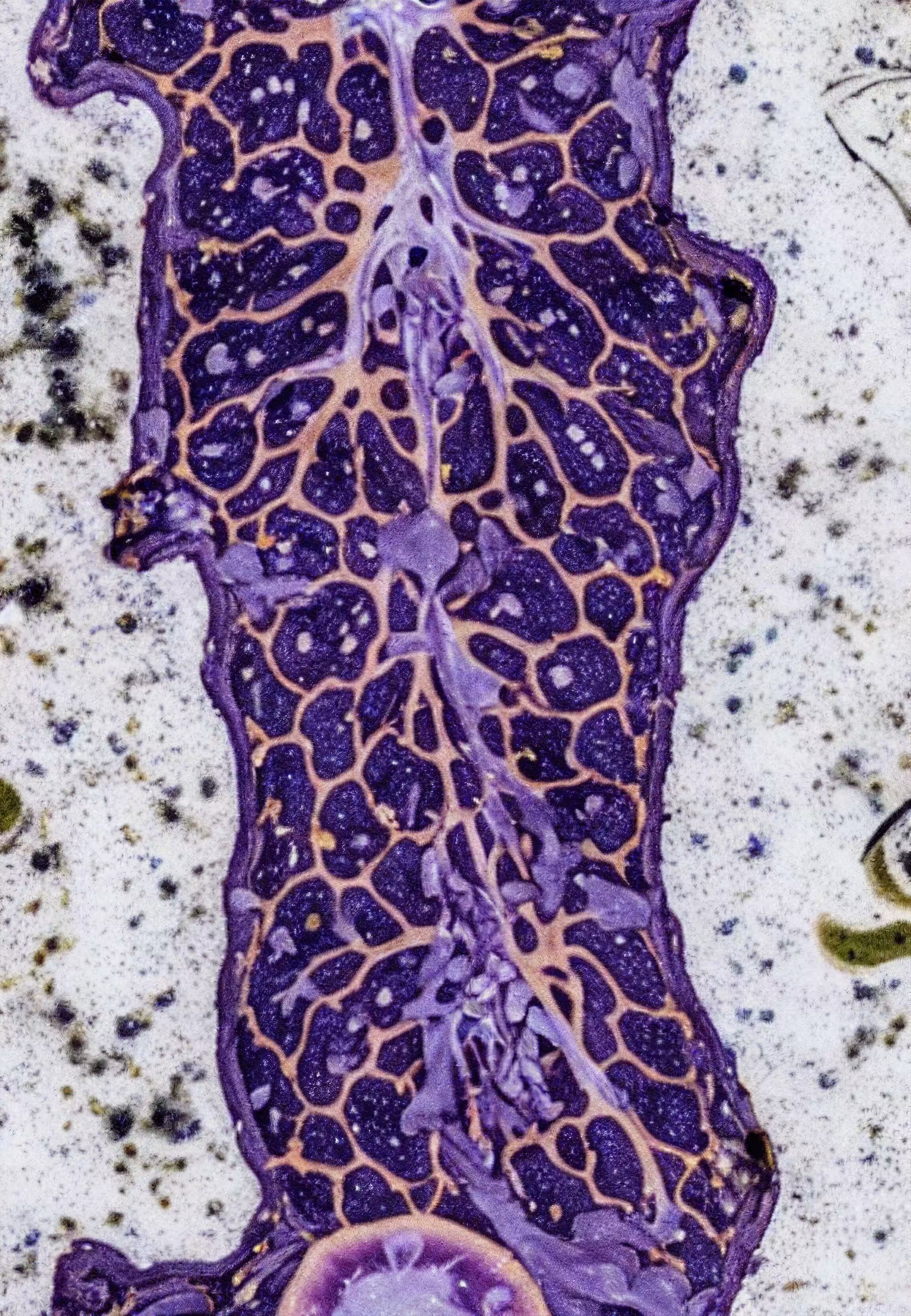 Histologia In Silico #232