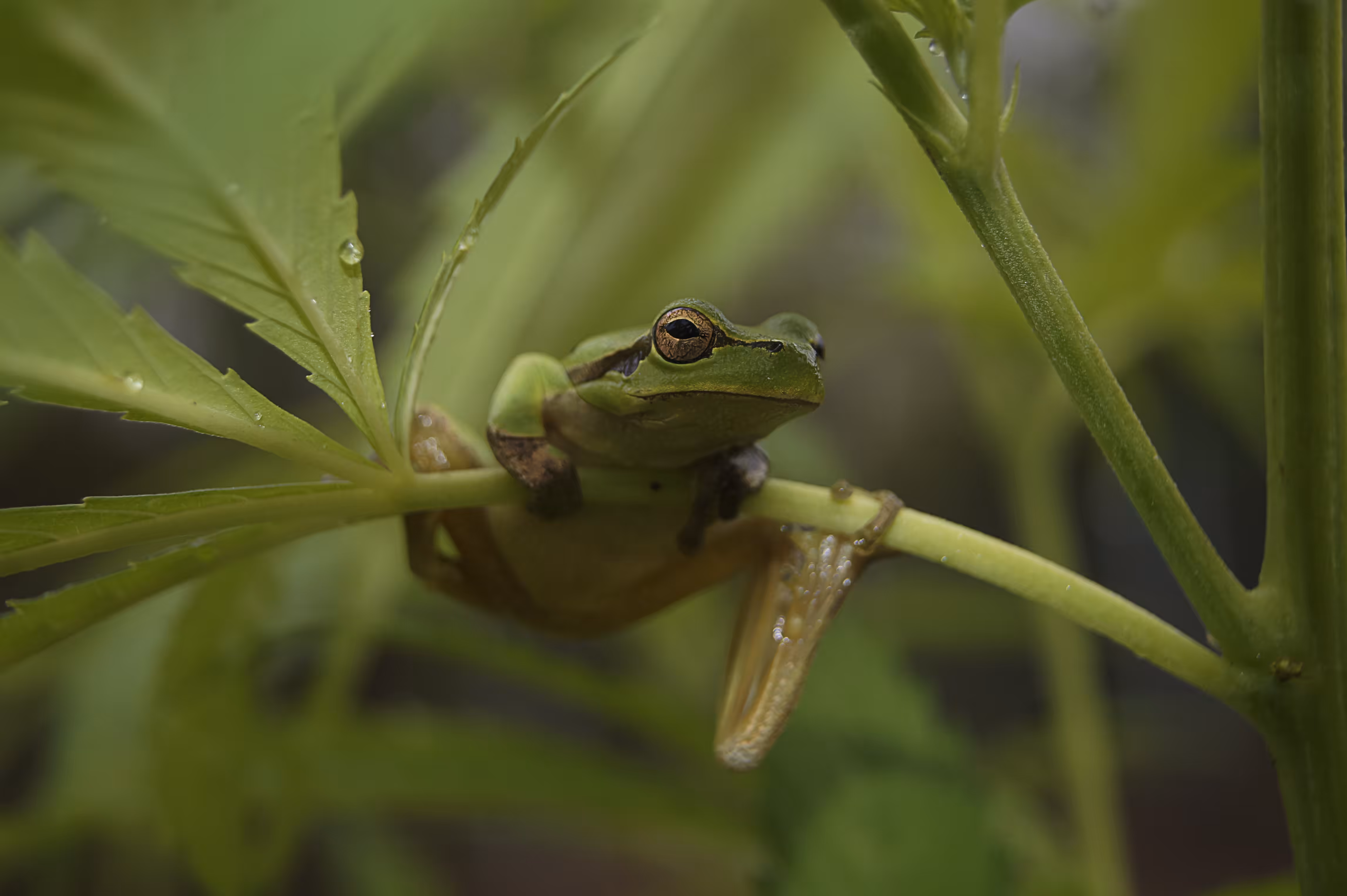 Hyla