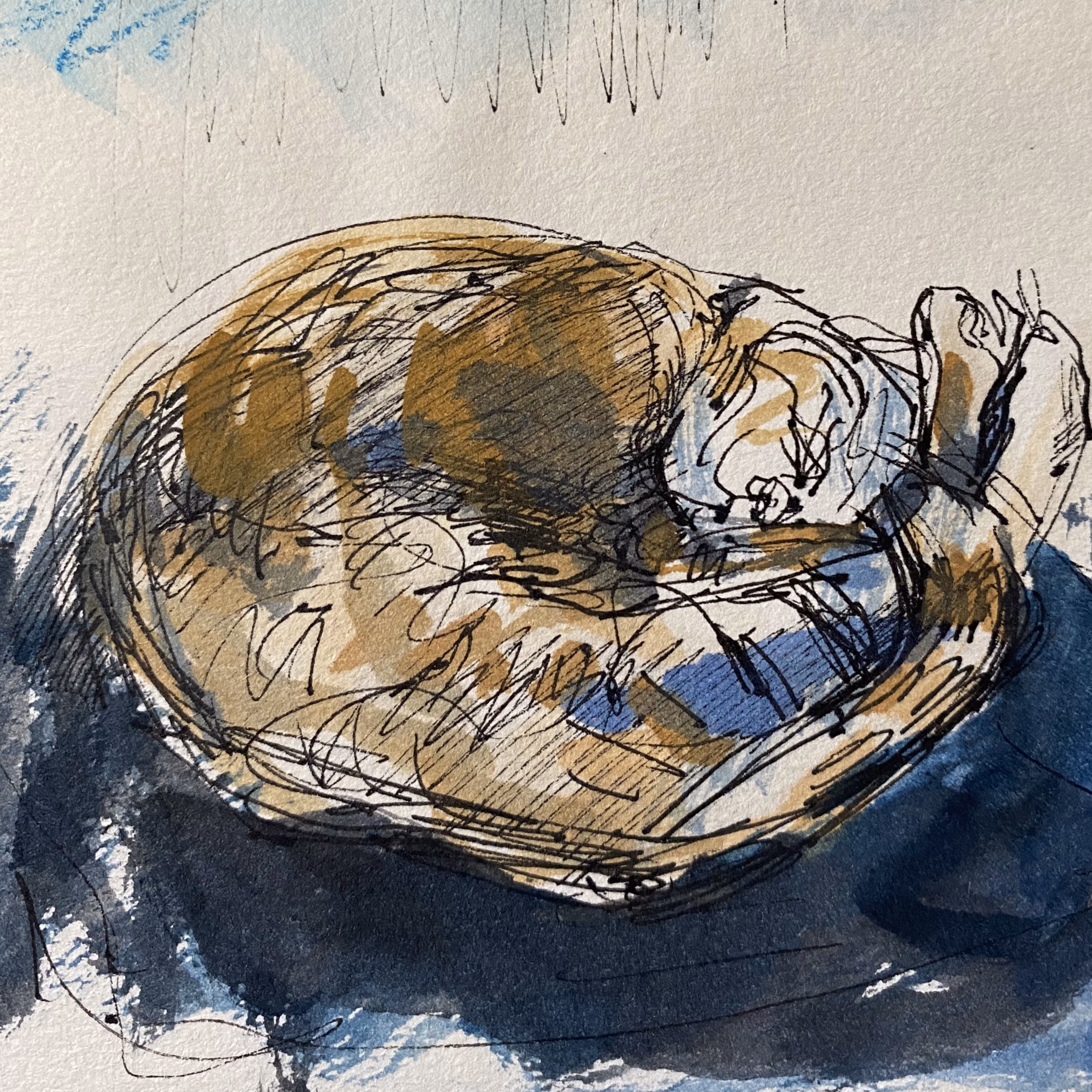 sleepy cat