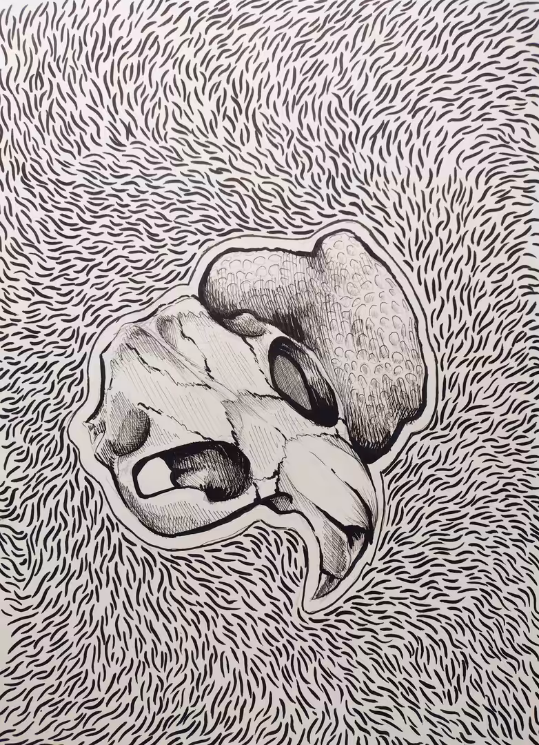 Bird Skull. Bird Brains.