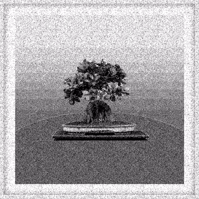Bonsai Bonanza #485