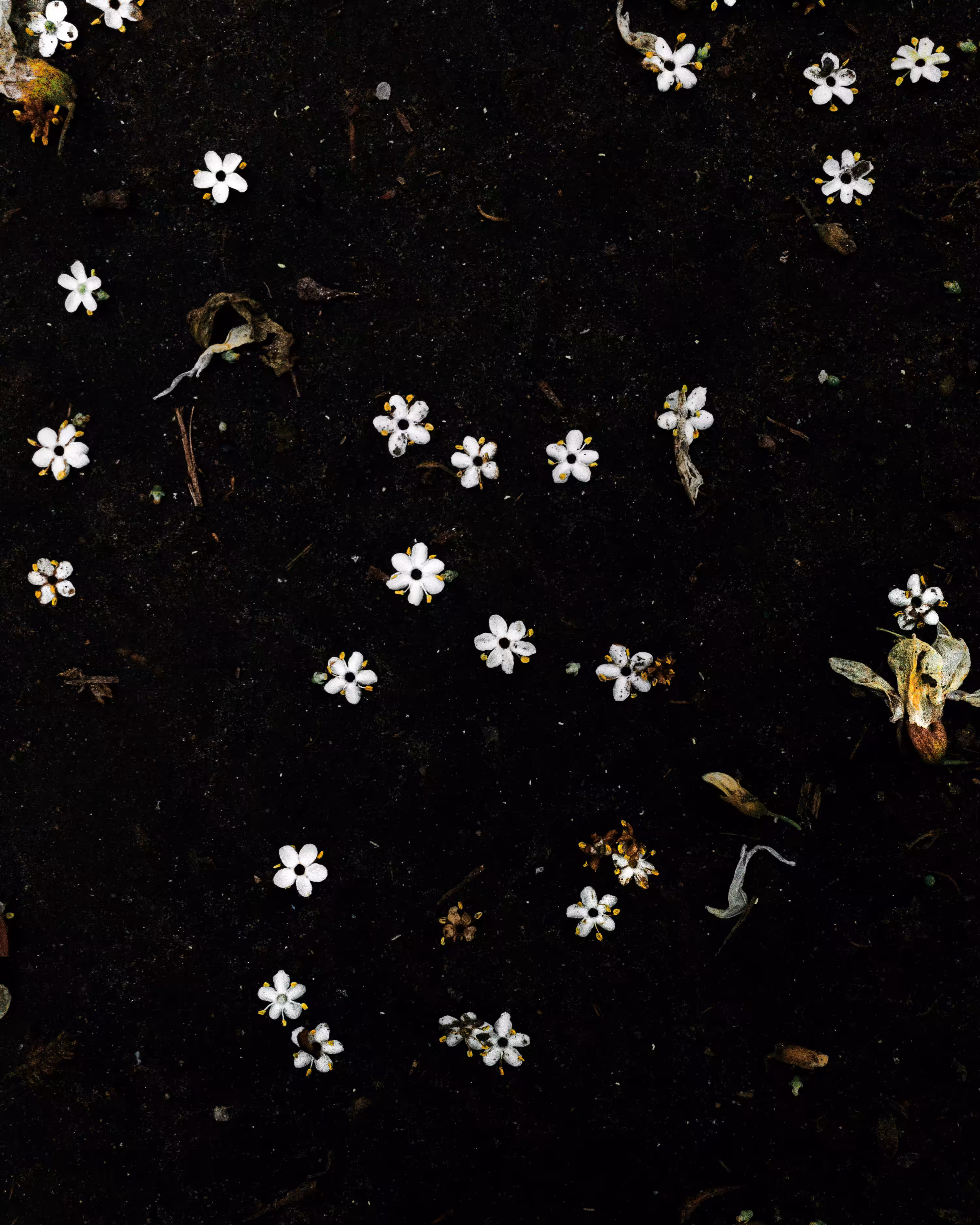 Decay