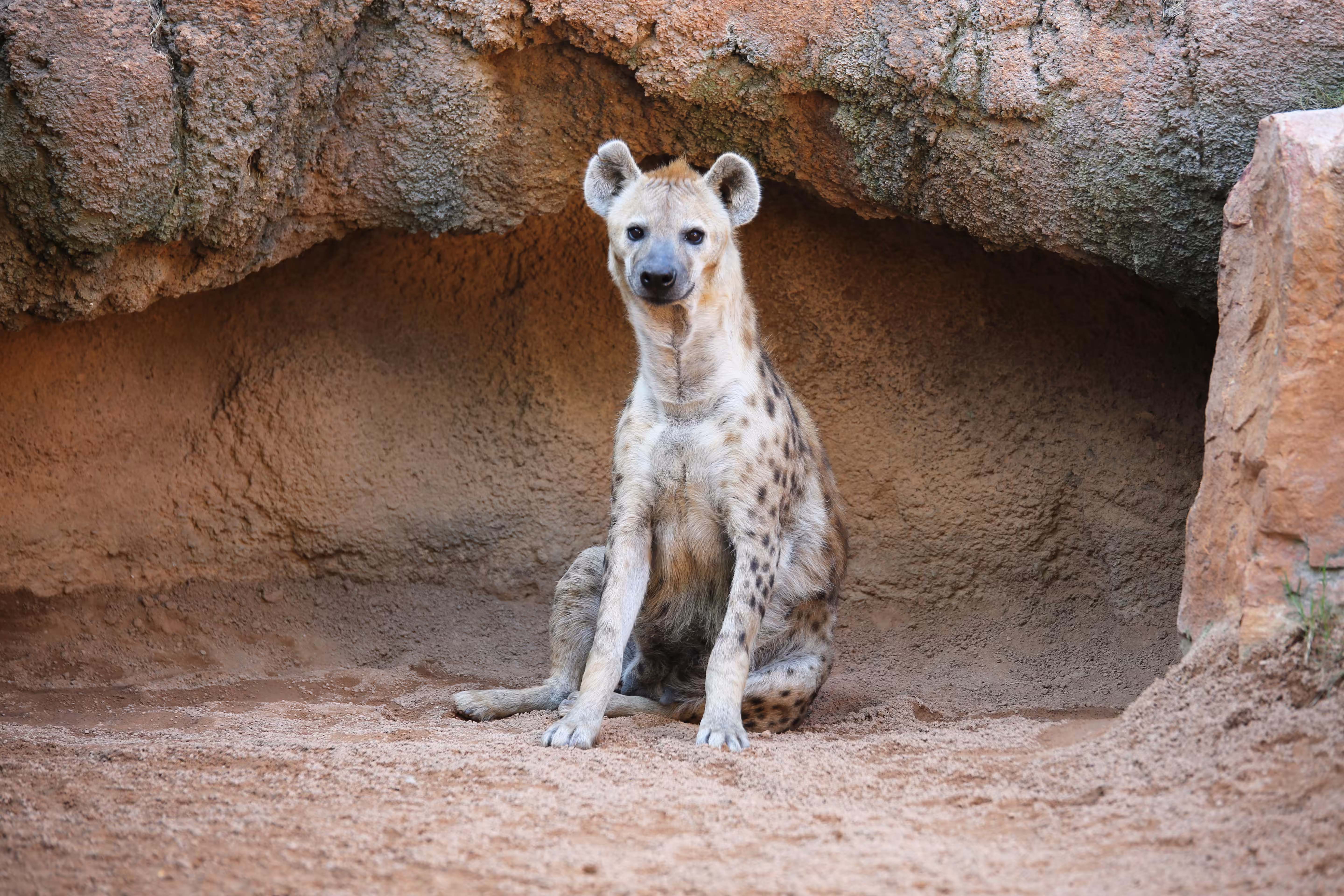 Hi hyena