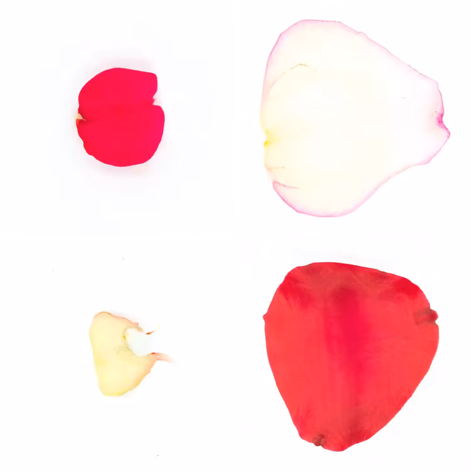 Infinite Petals 2x2#3975