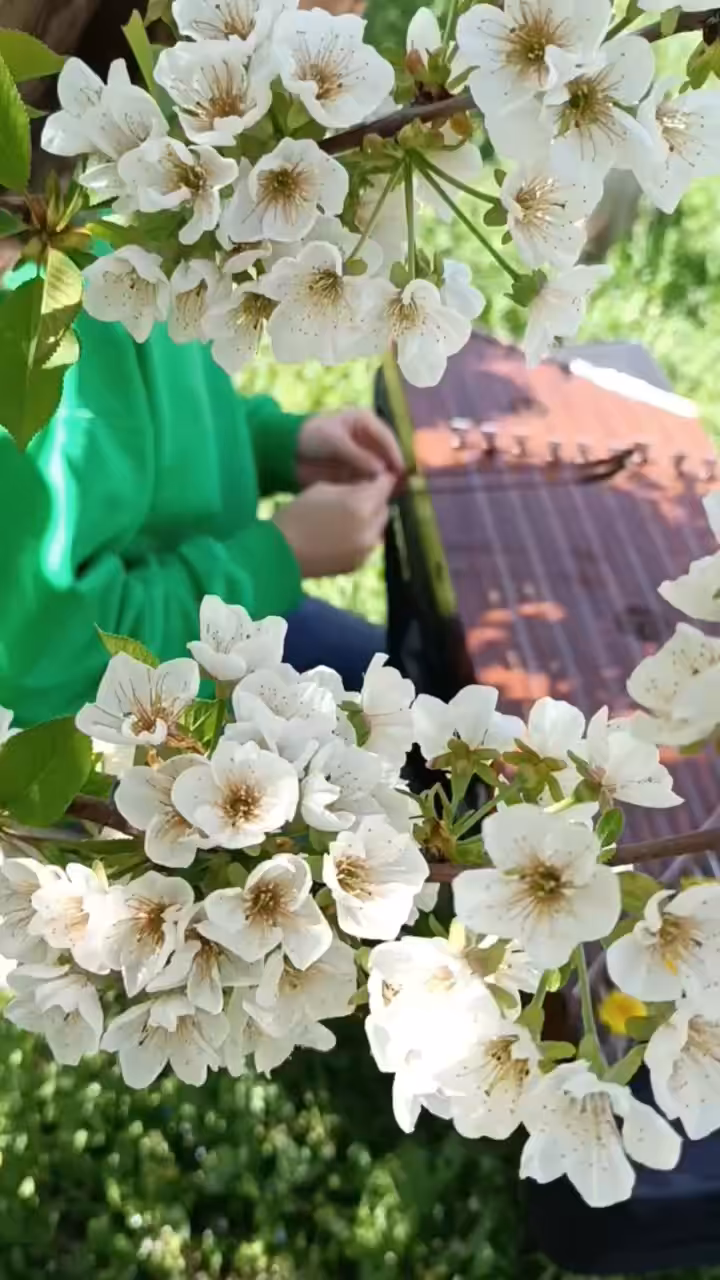 Spring of hearts