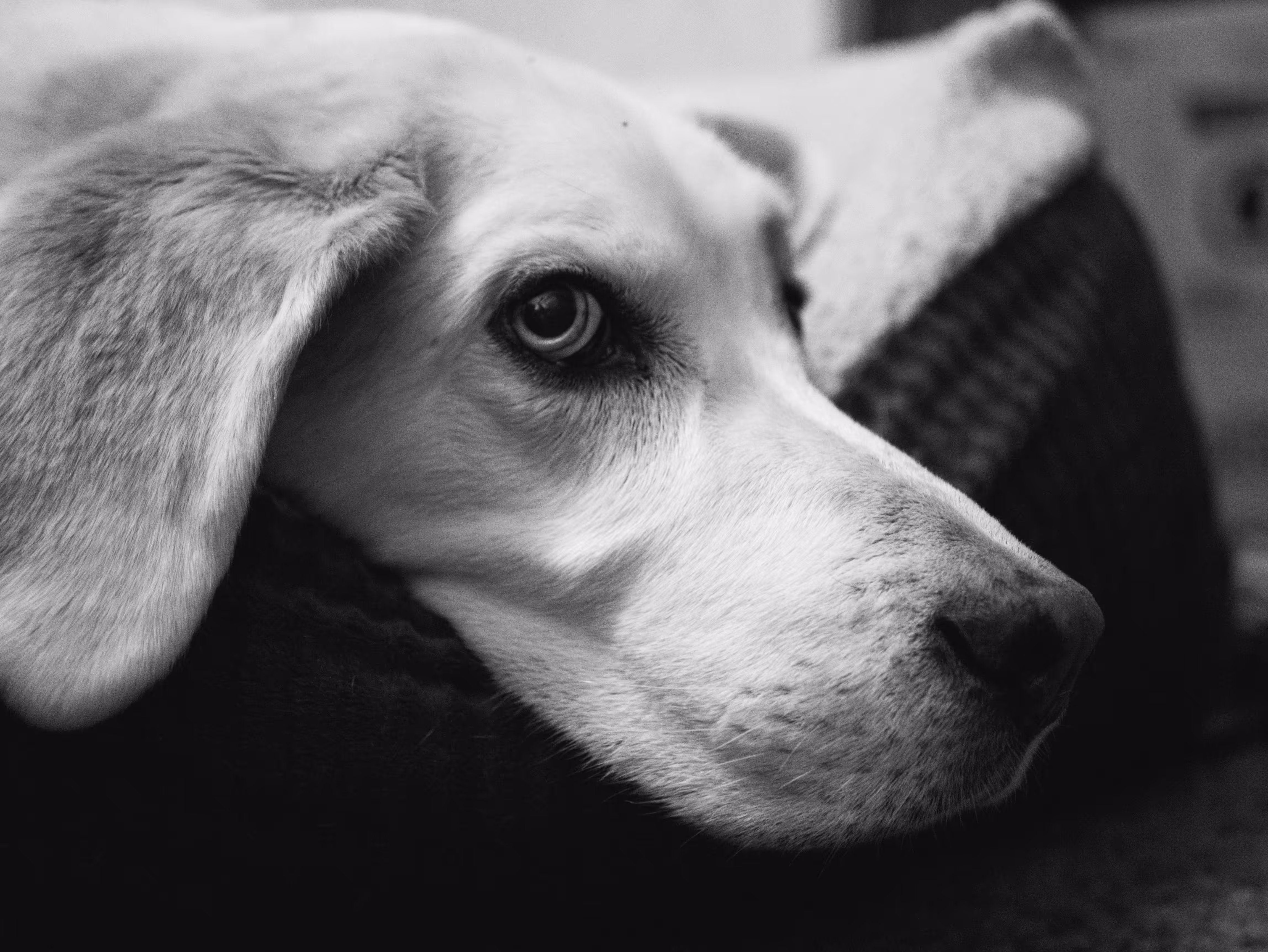 My Best Friend, Carlos.
