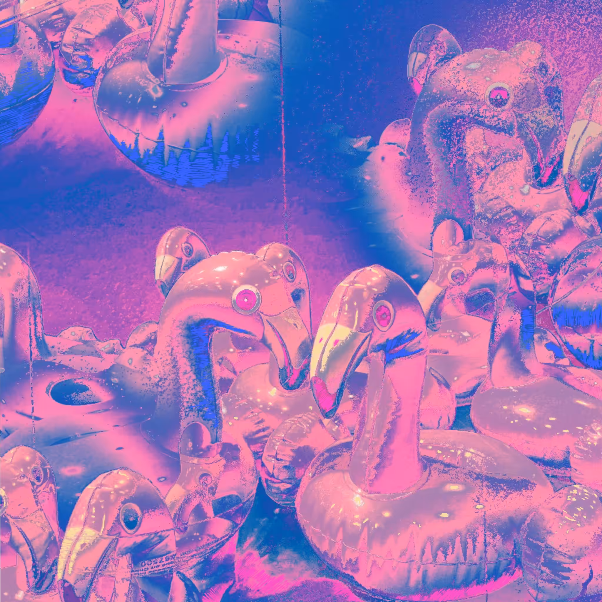 Flamingos