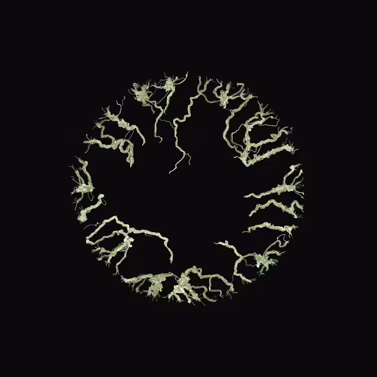 Ginseng #89