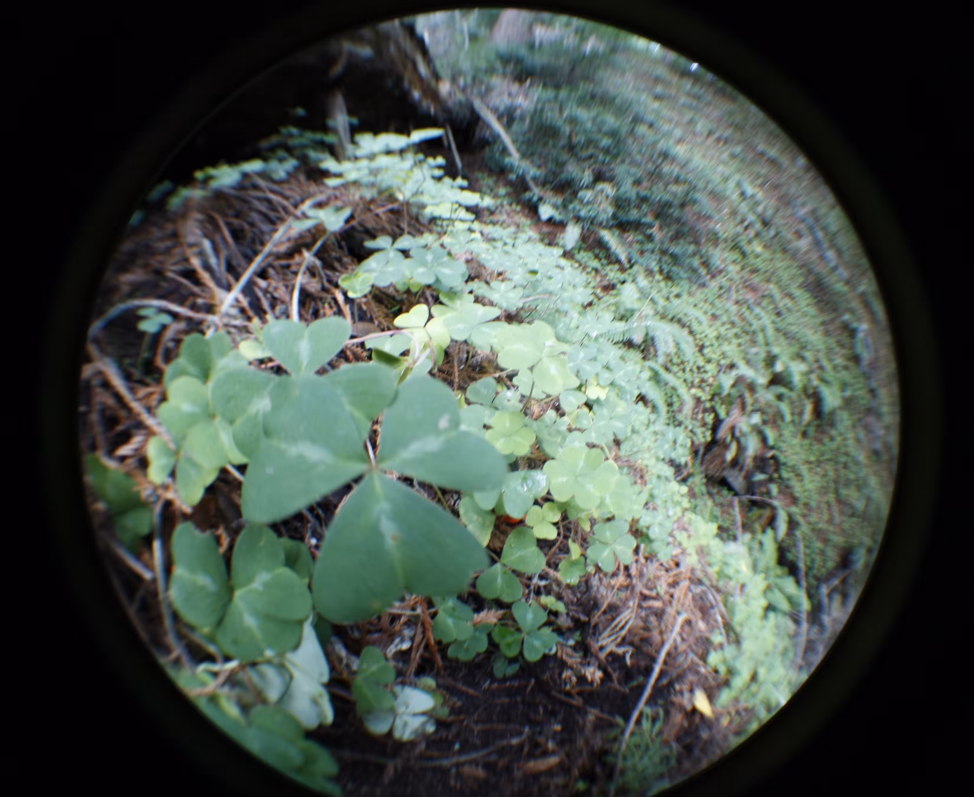 Clovers