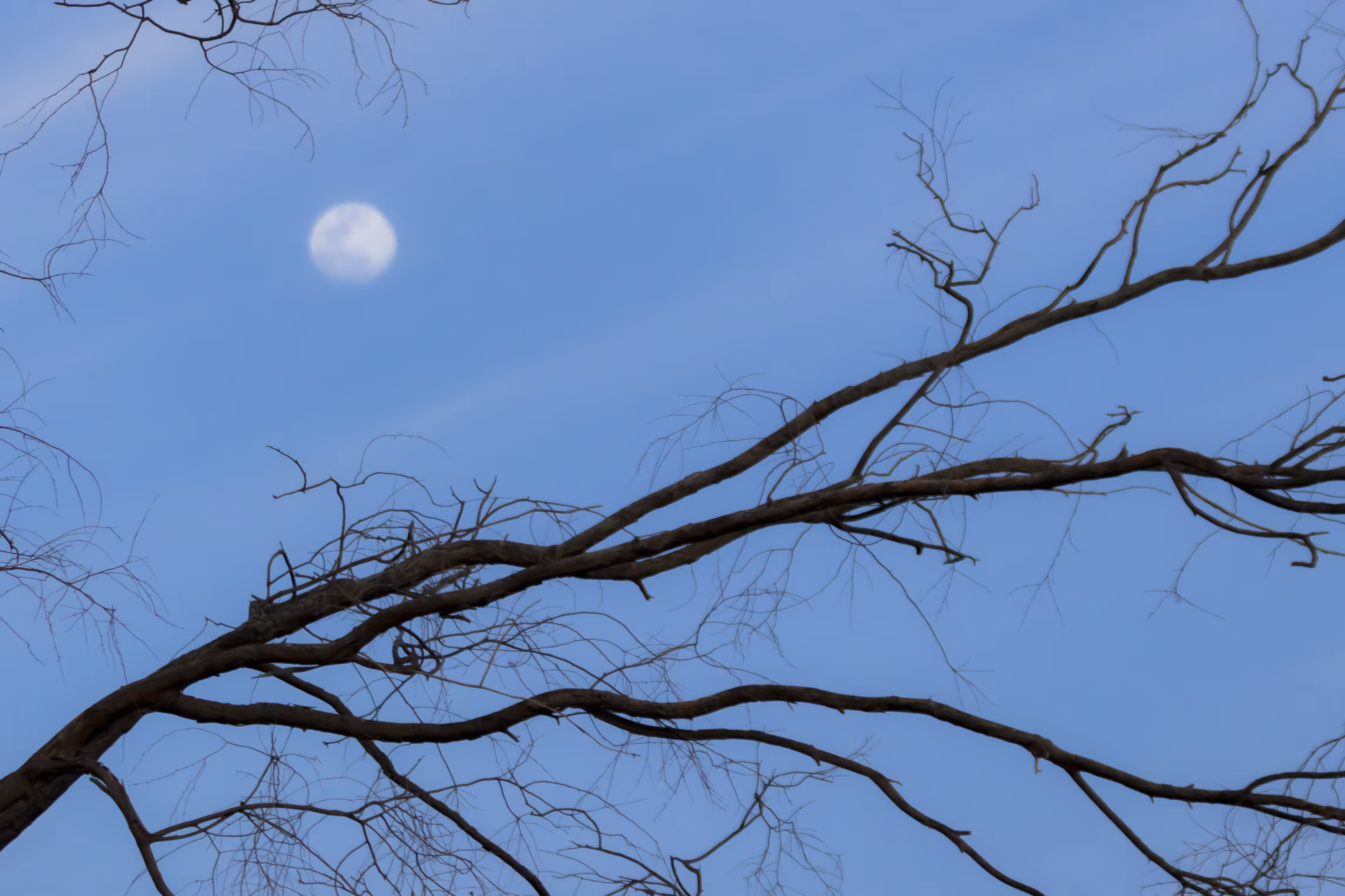 Between the Branches, the Moon Watches.