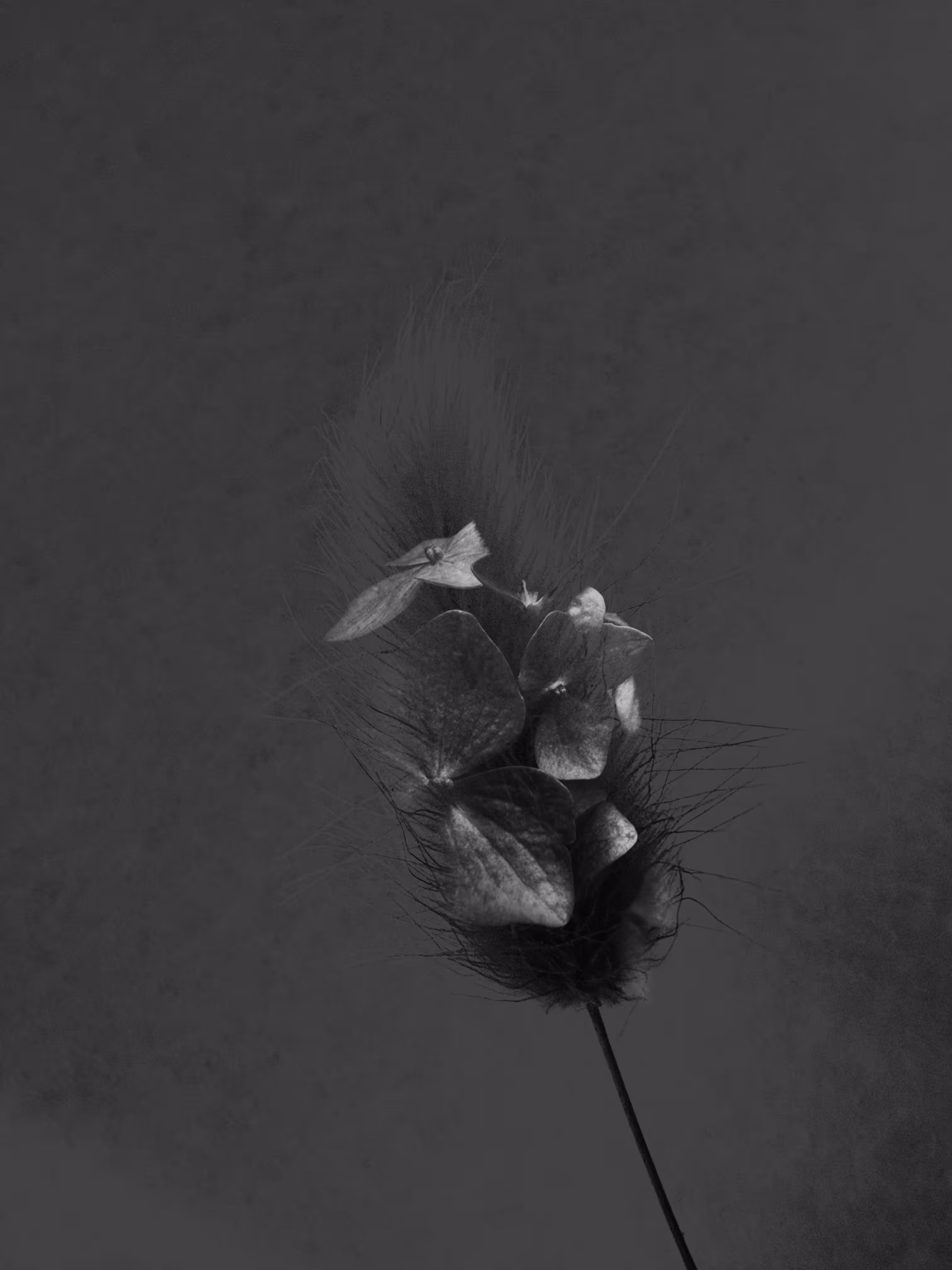 🖤Ghost of My Former Self: Hydrangea