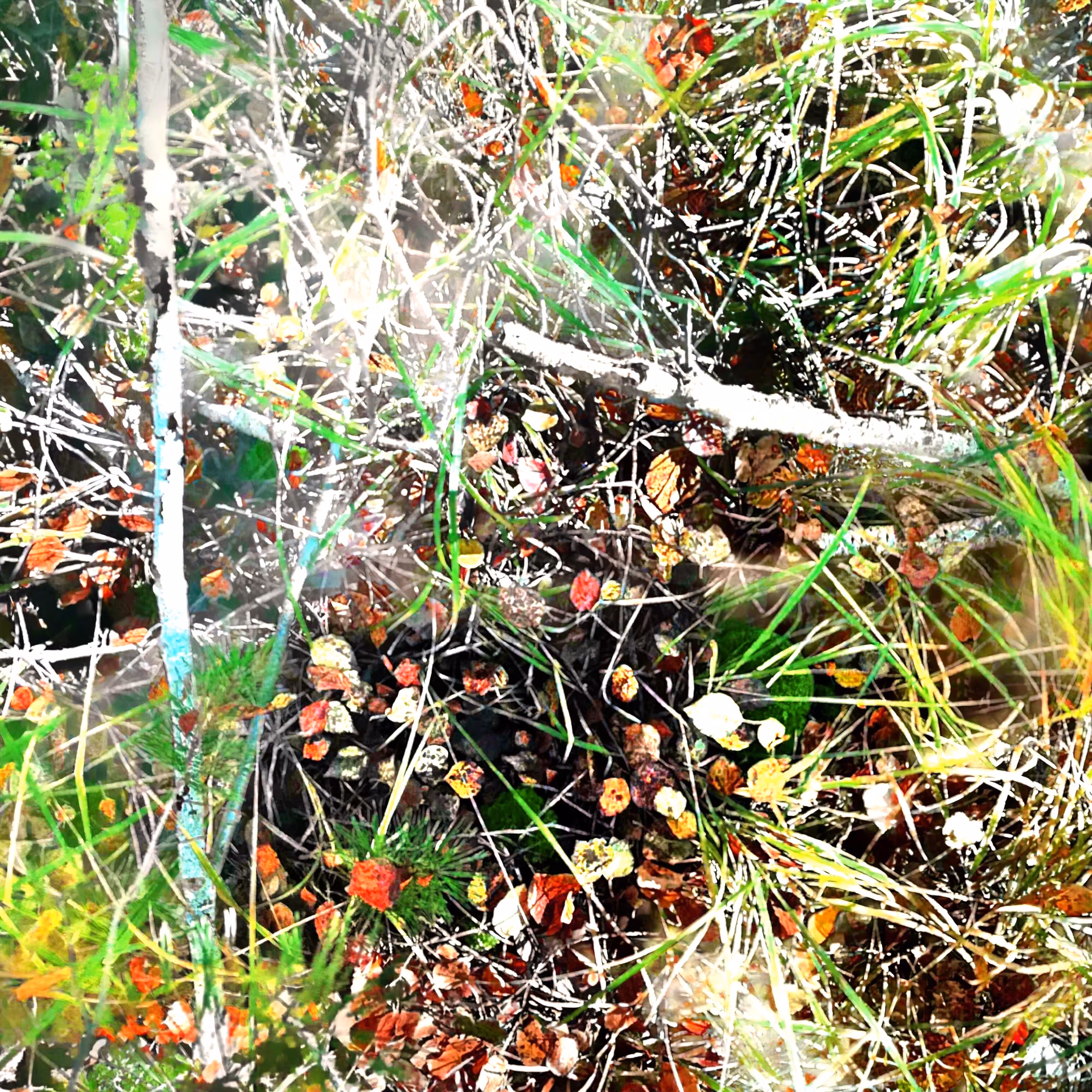 Autonomous Forest Plots: Plot u329hvn5f