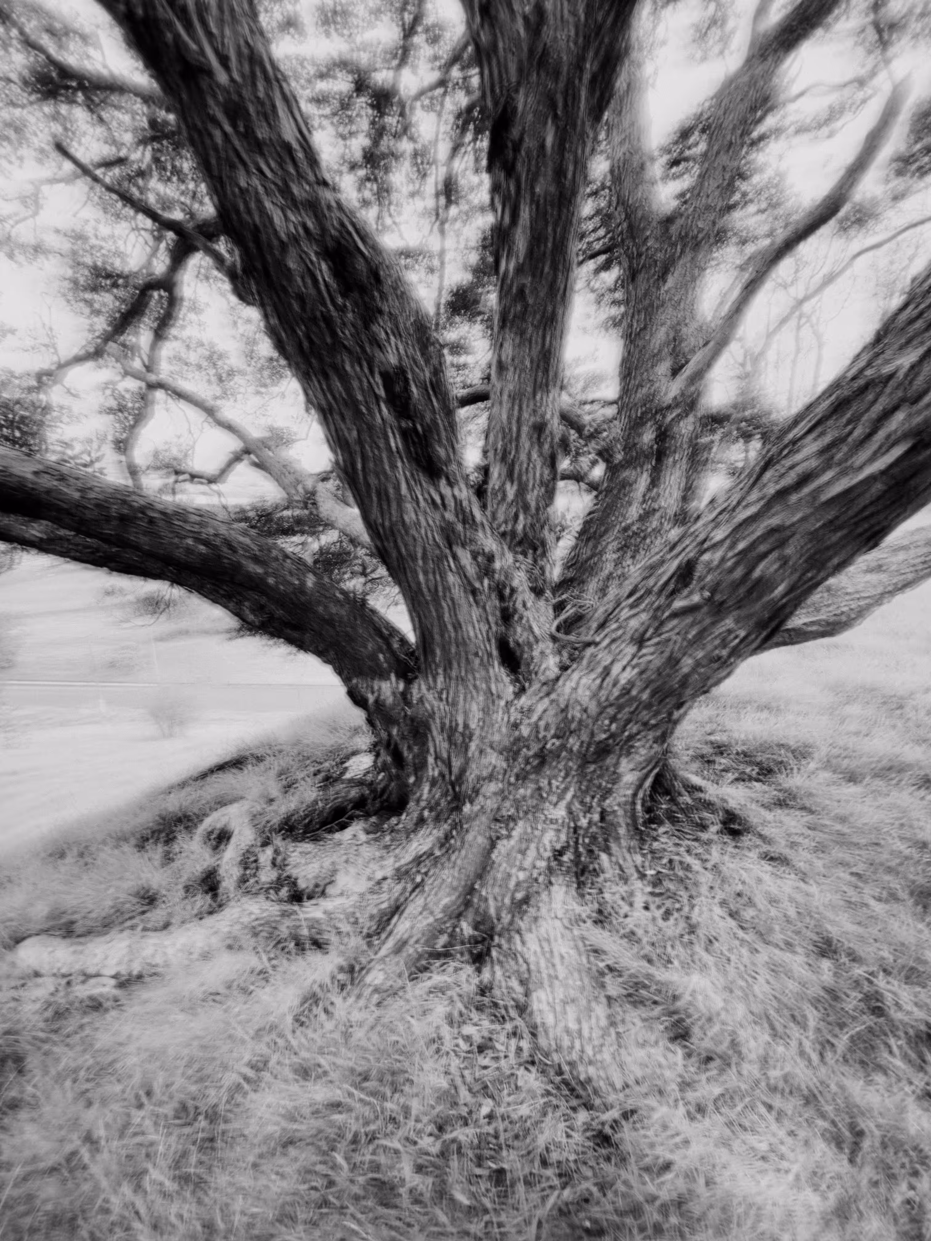 Totara Spin