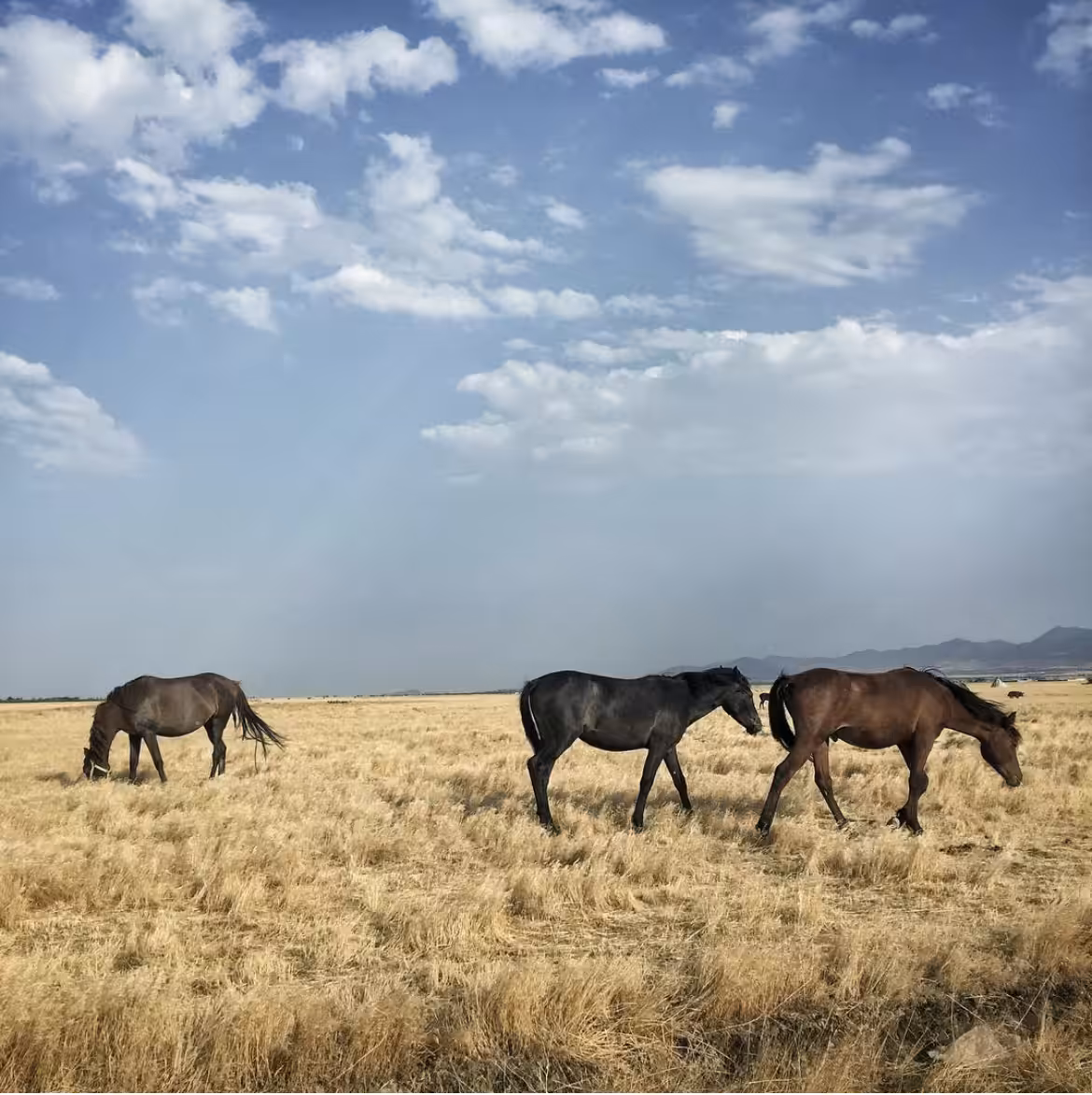 Horses are browsing for what?