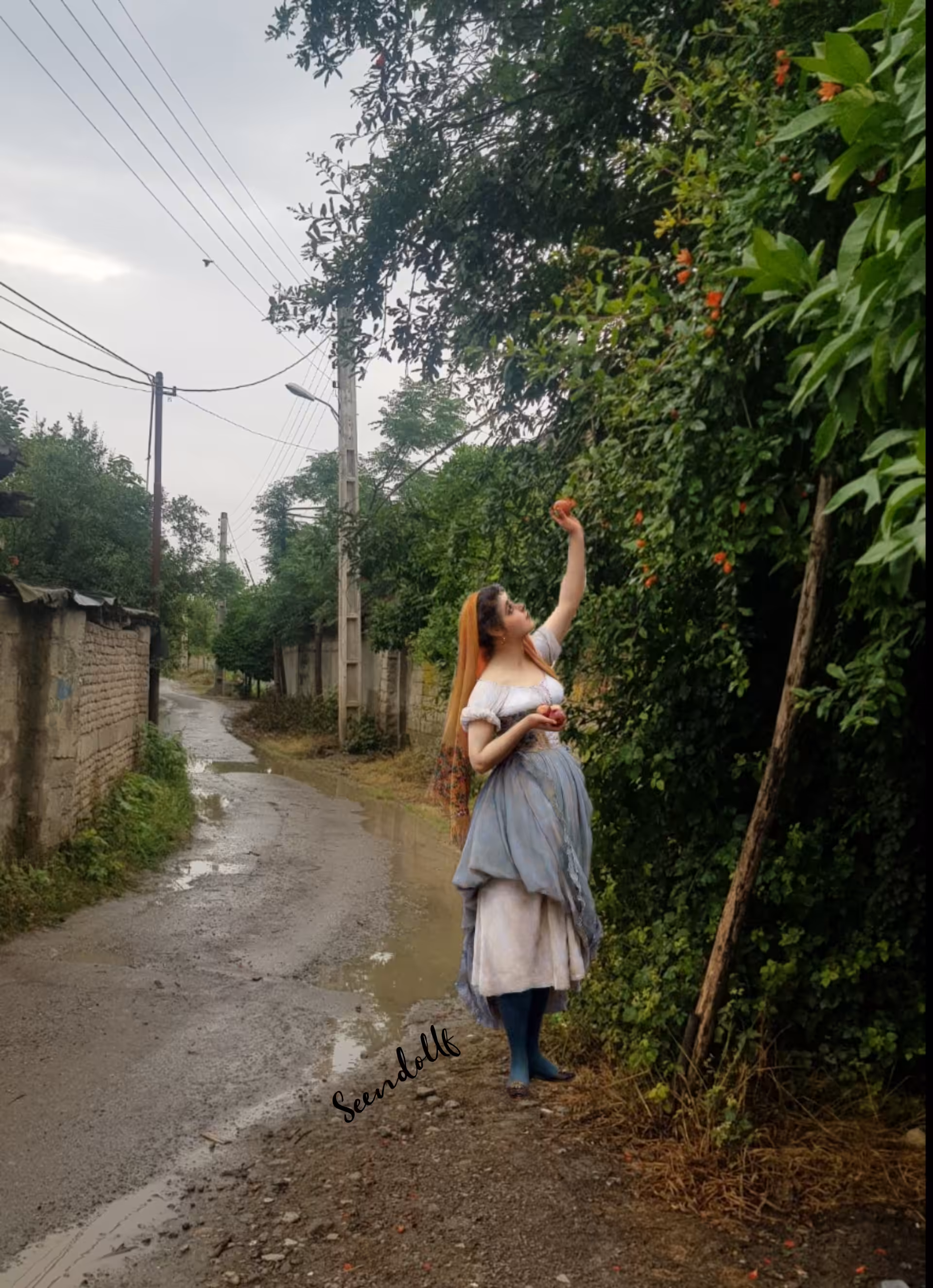 Rice field road