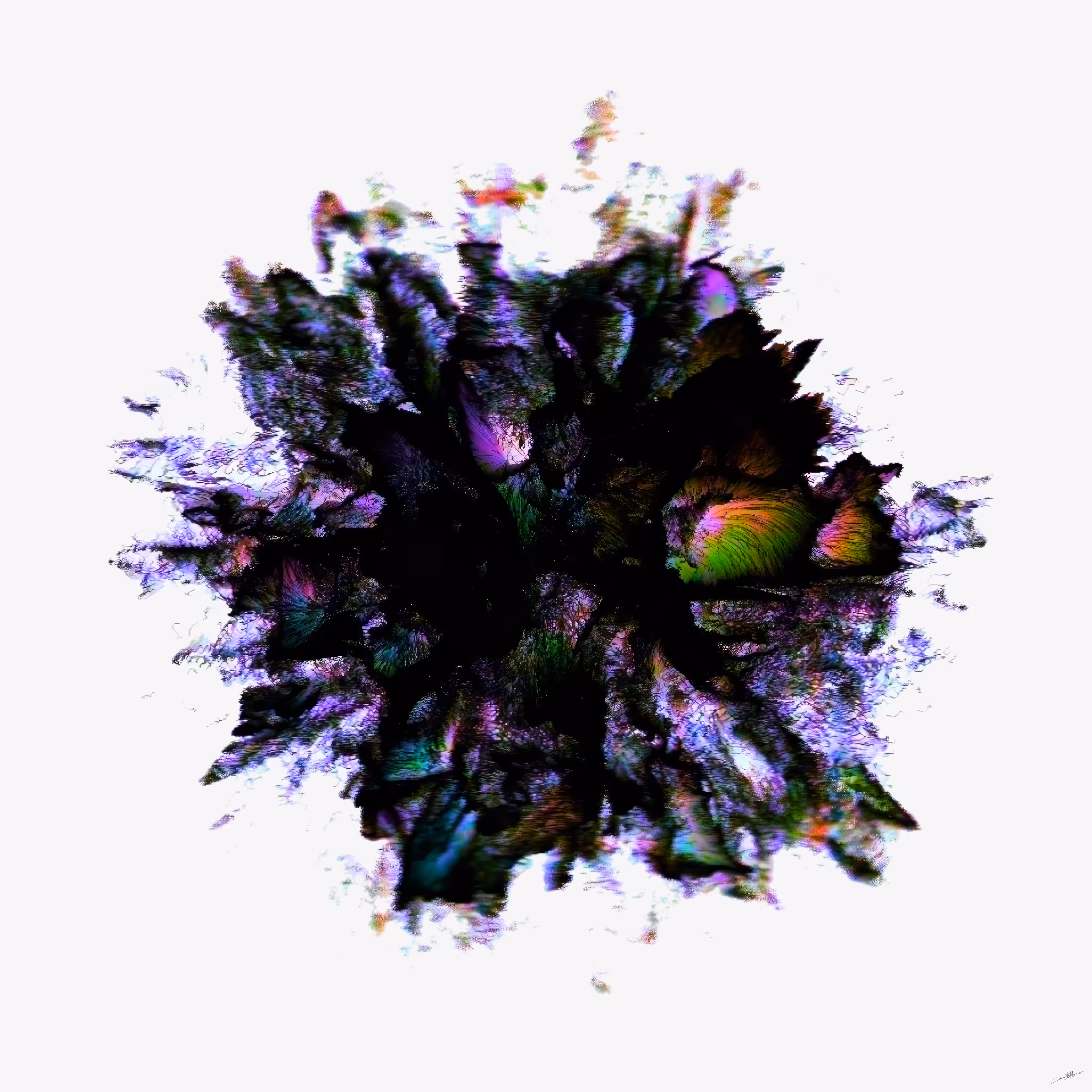Lotus bloom #3